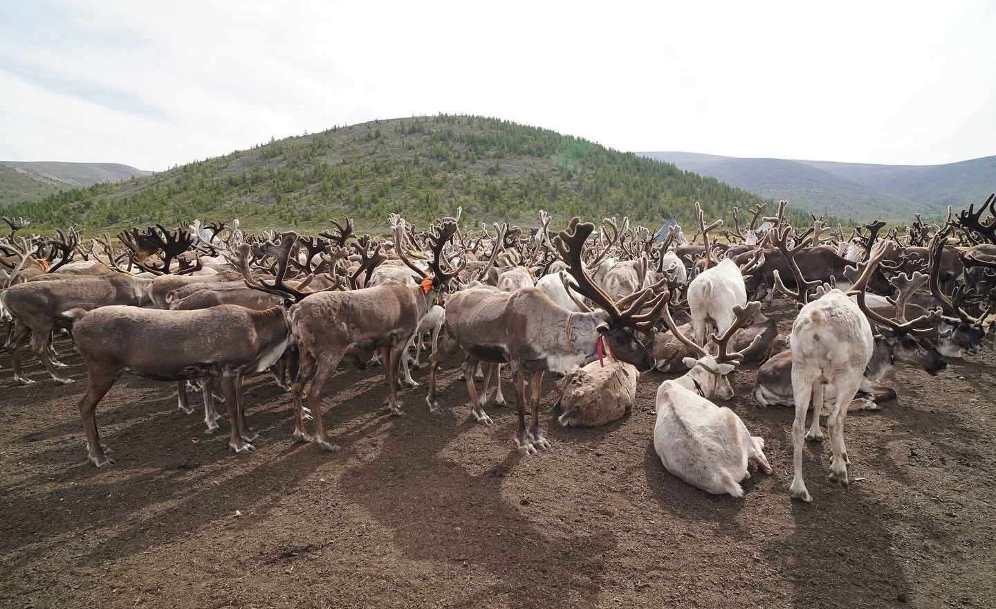 Visiting the reindeer nomads in Taiga, Mongolia 🦌🇲🇳🏔️ #mongolia