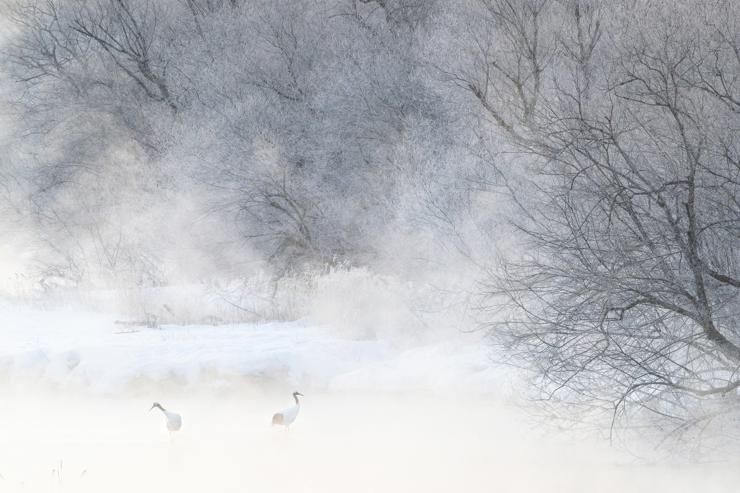 Cranes in the Mist : Bruce Leventhal