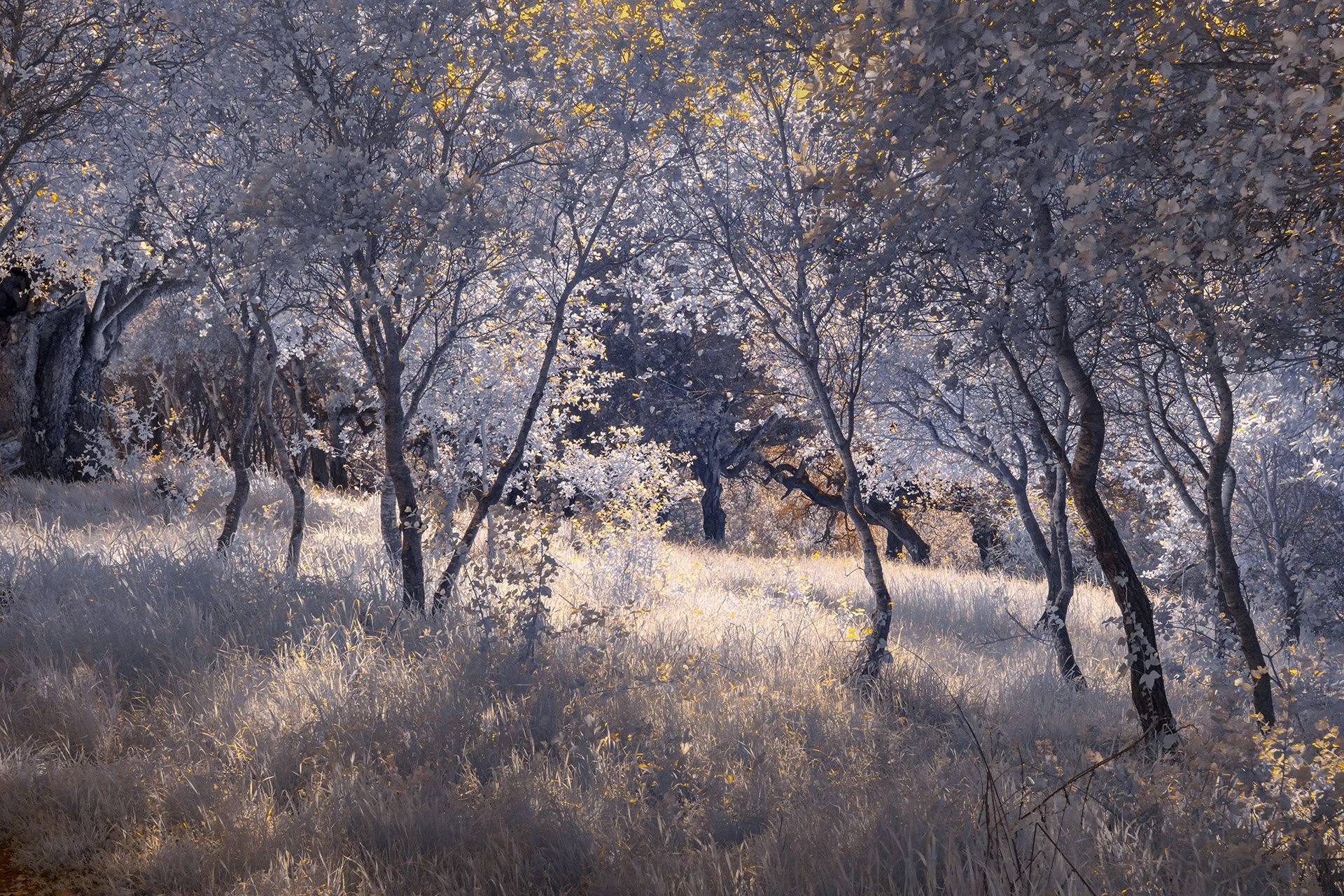 Arana South : Bruce Ashley