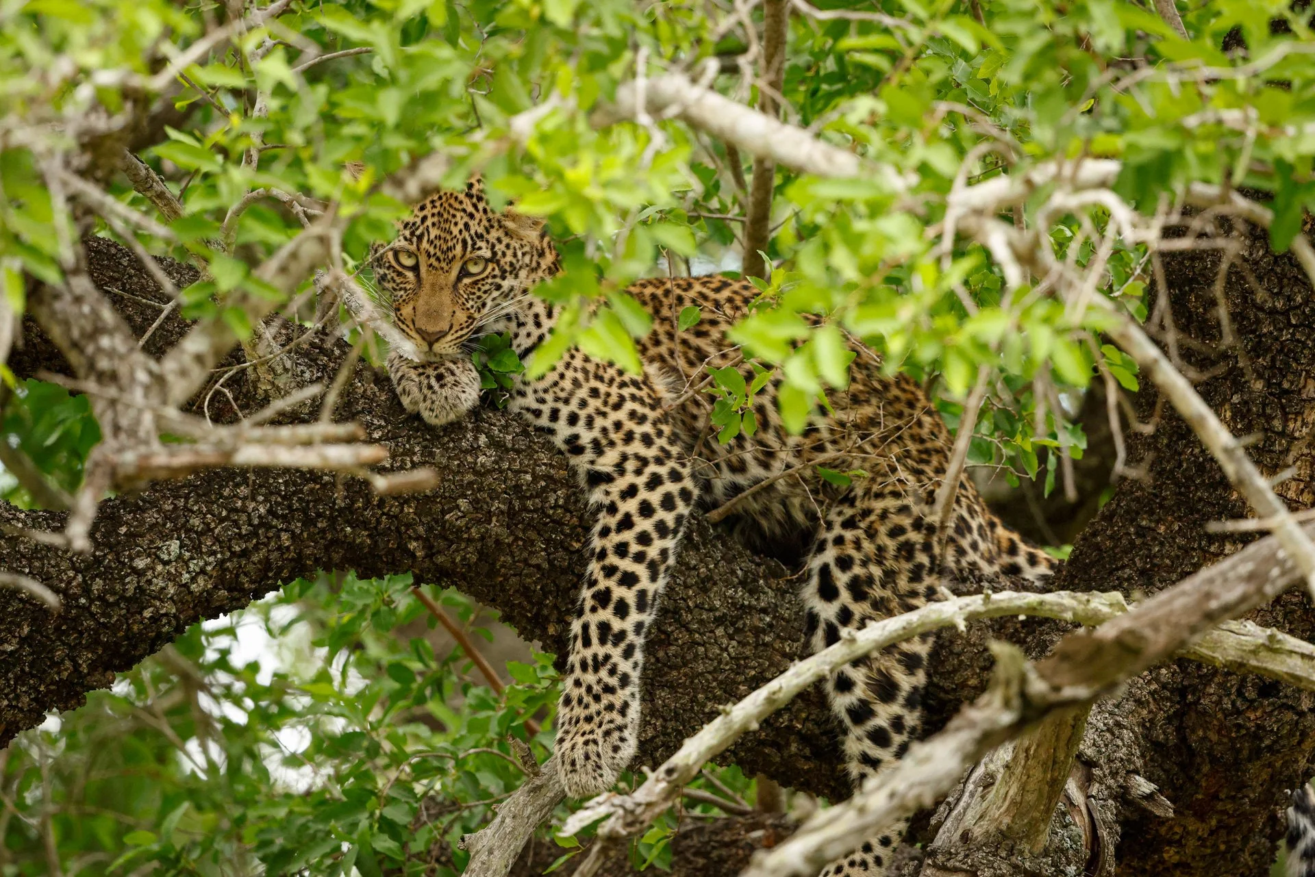 Peek-a-boo : Scott Biggane