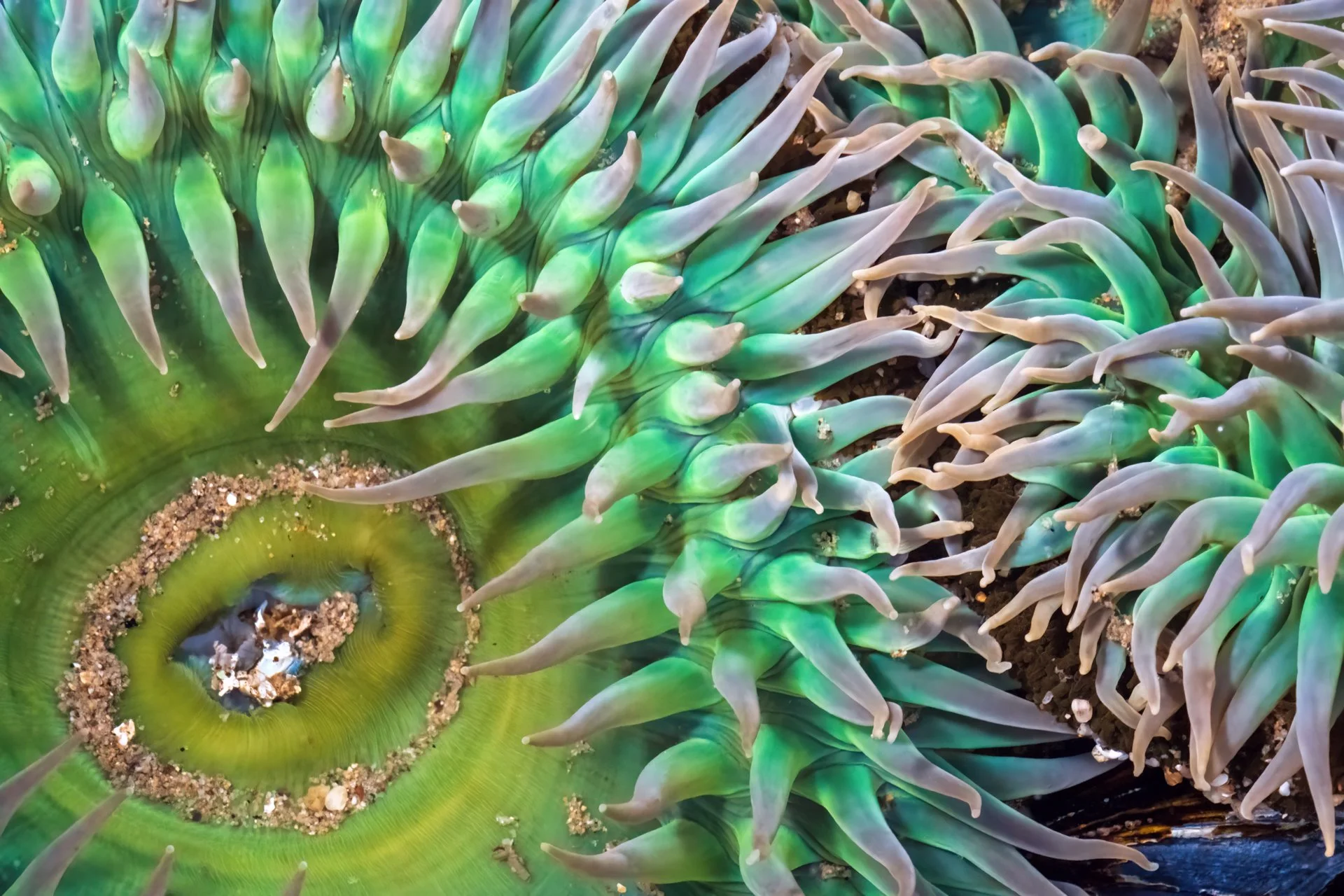 Anemones Touching at Low Tide : Kara Capaldo