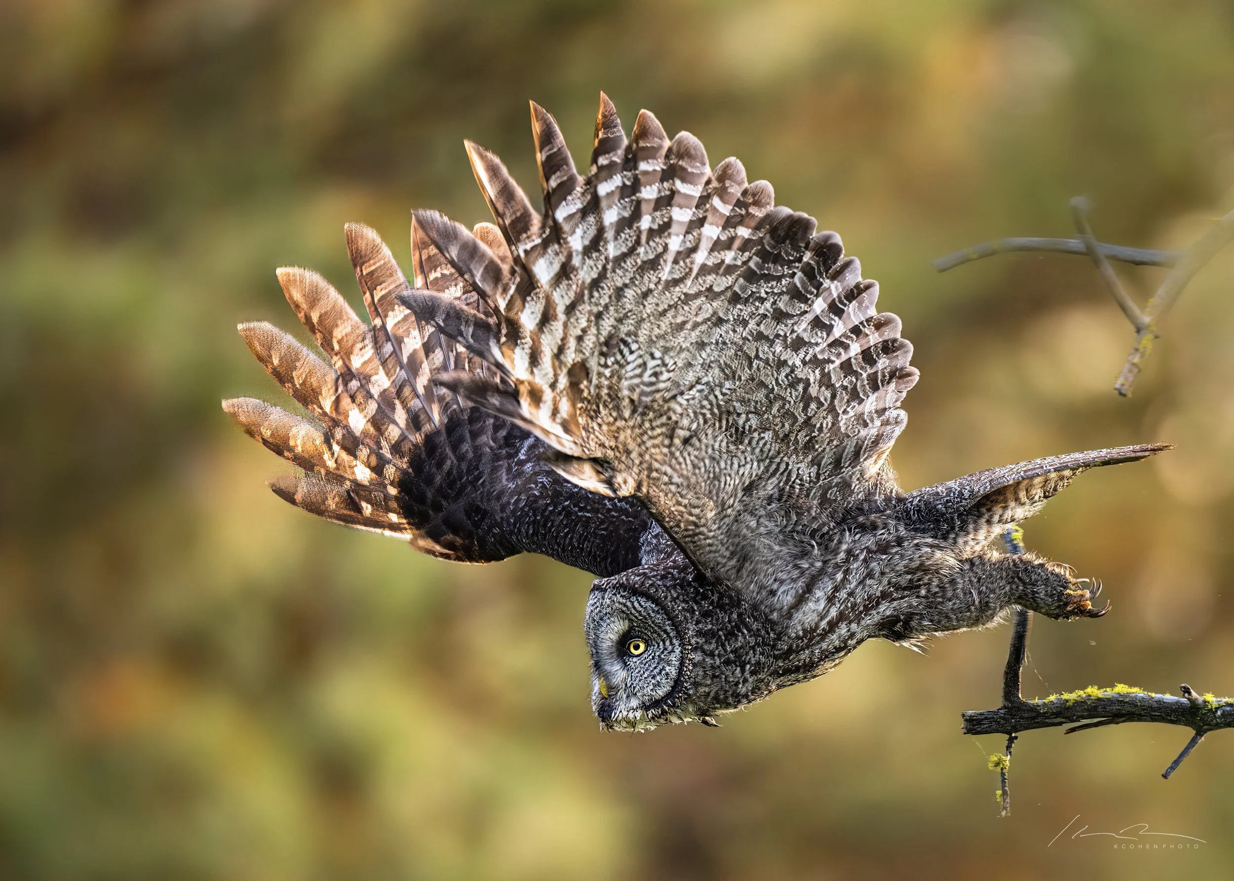 Taking Flight : Karen Cohen