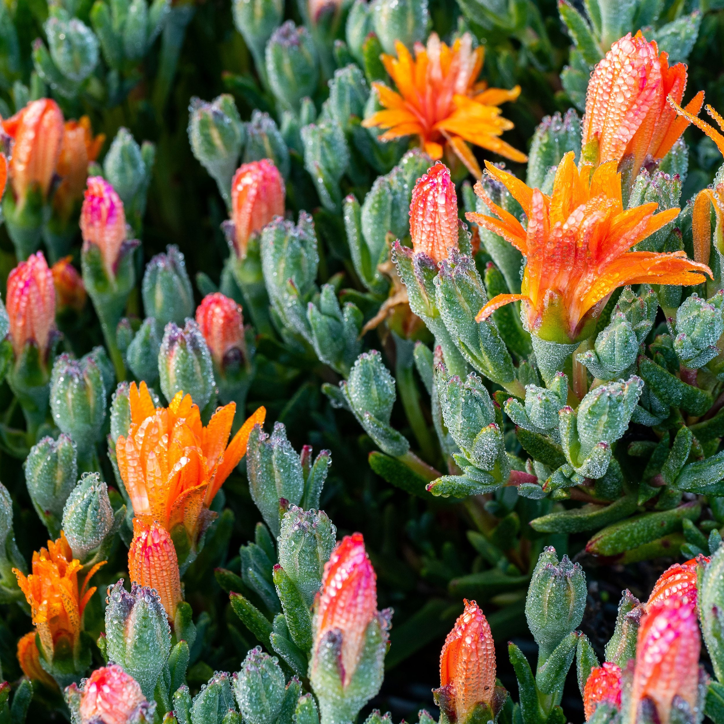 Crowns : Richard Curtin