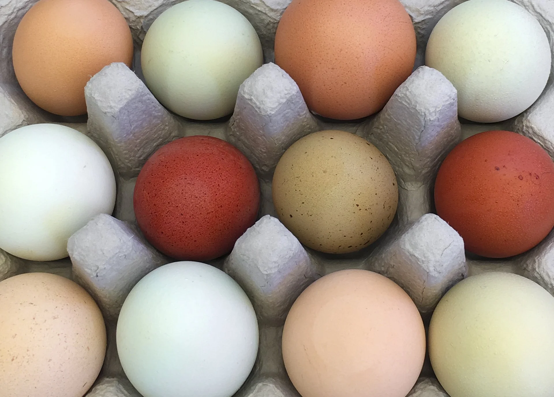 Natural Palette : Ilene Hertz