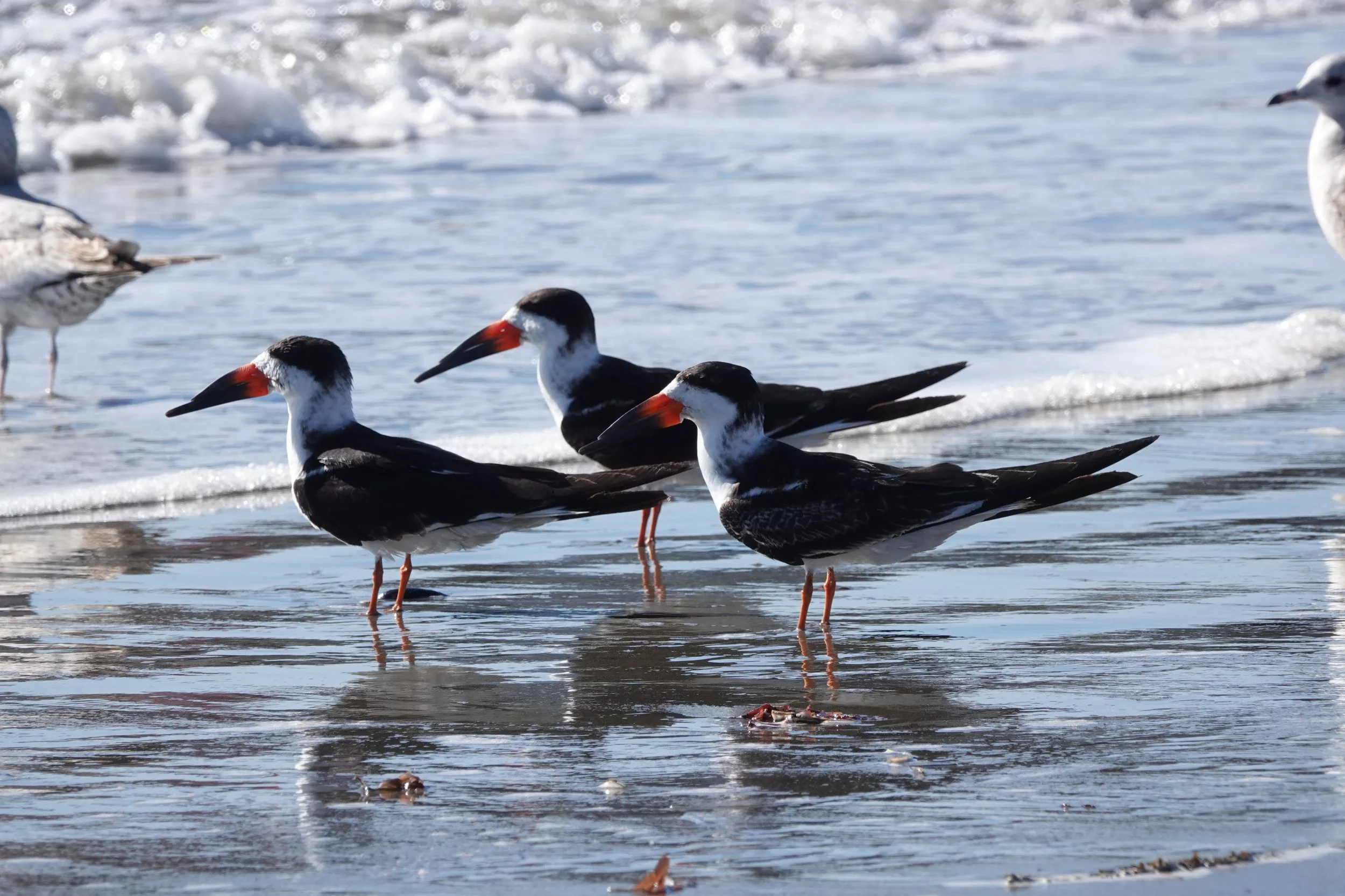 January Triplet : Francis Honey