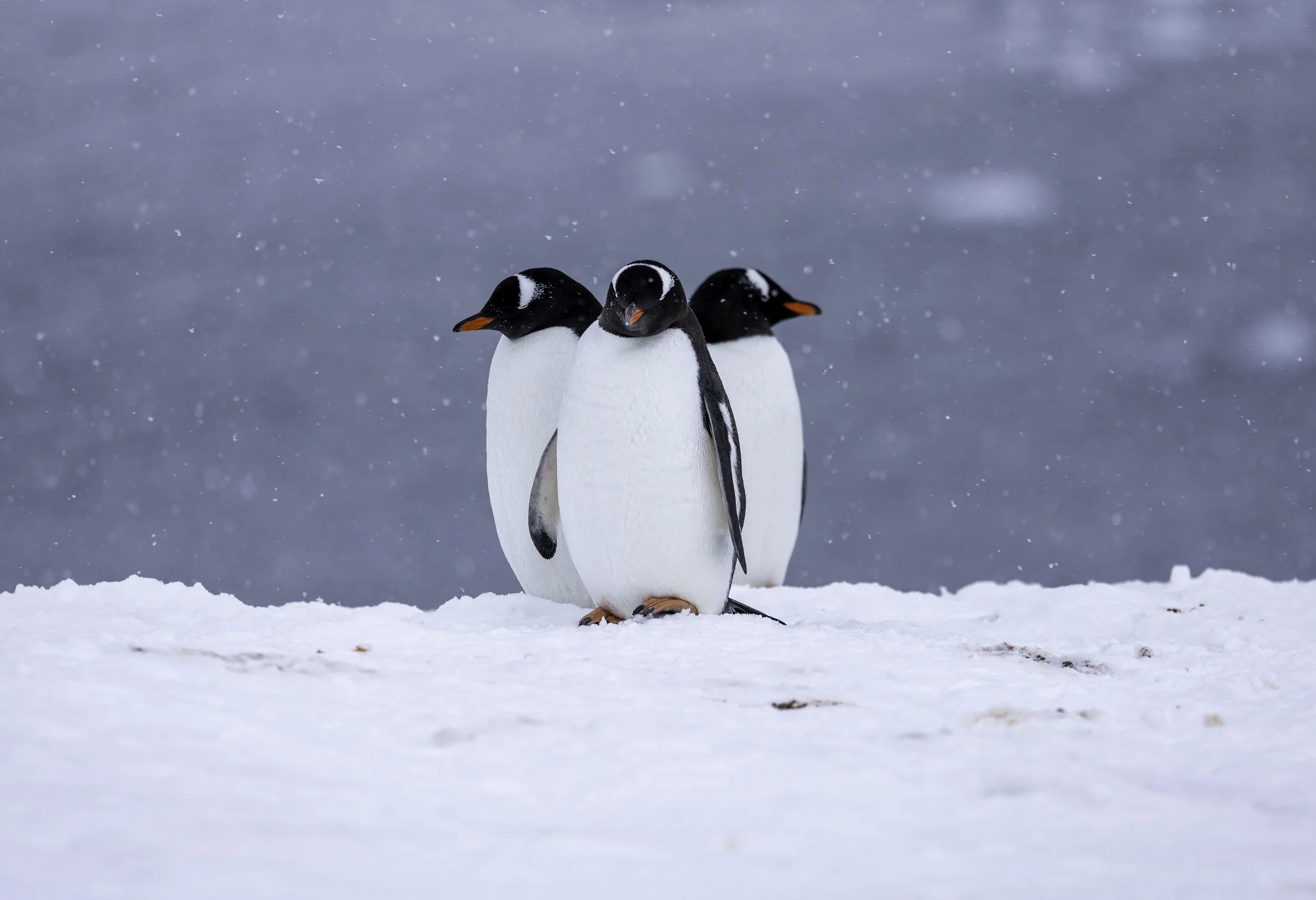 3 Amigos : Glen Kulm