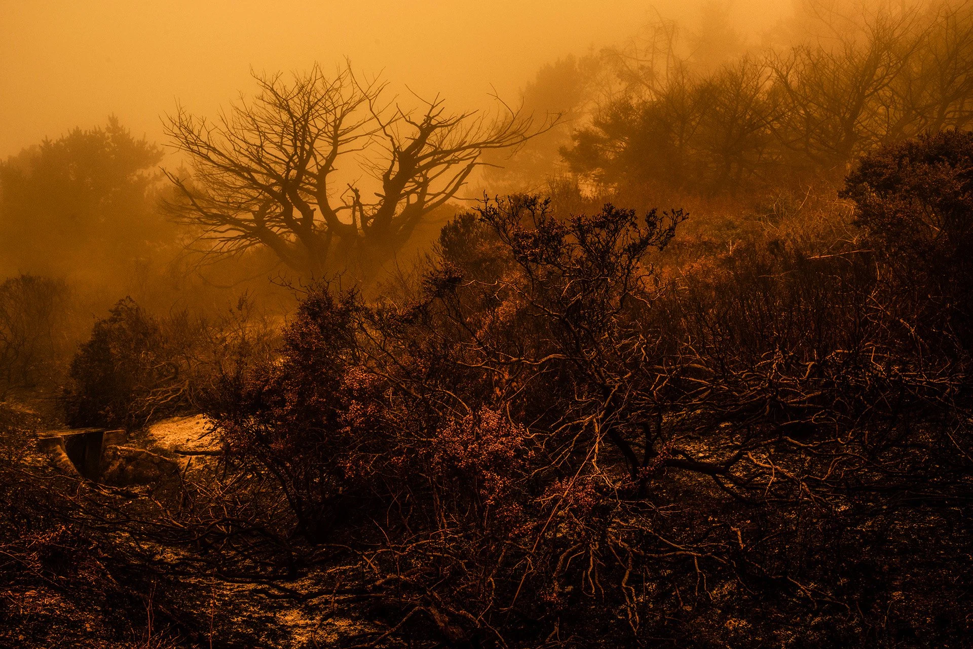 After the Fires : Celia Lara 