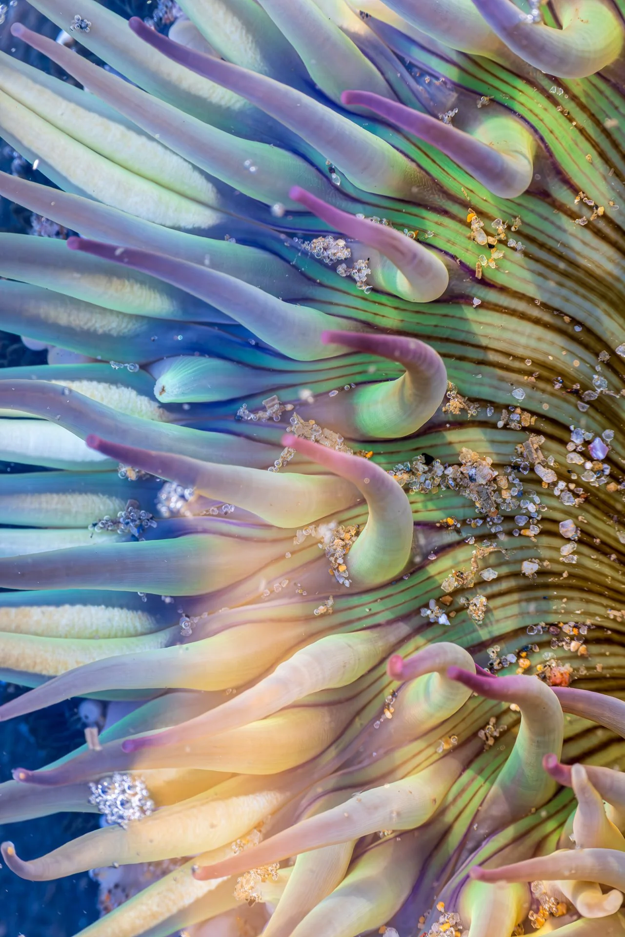 Anemone : Katie Larson