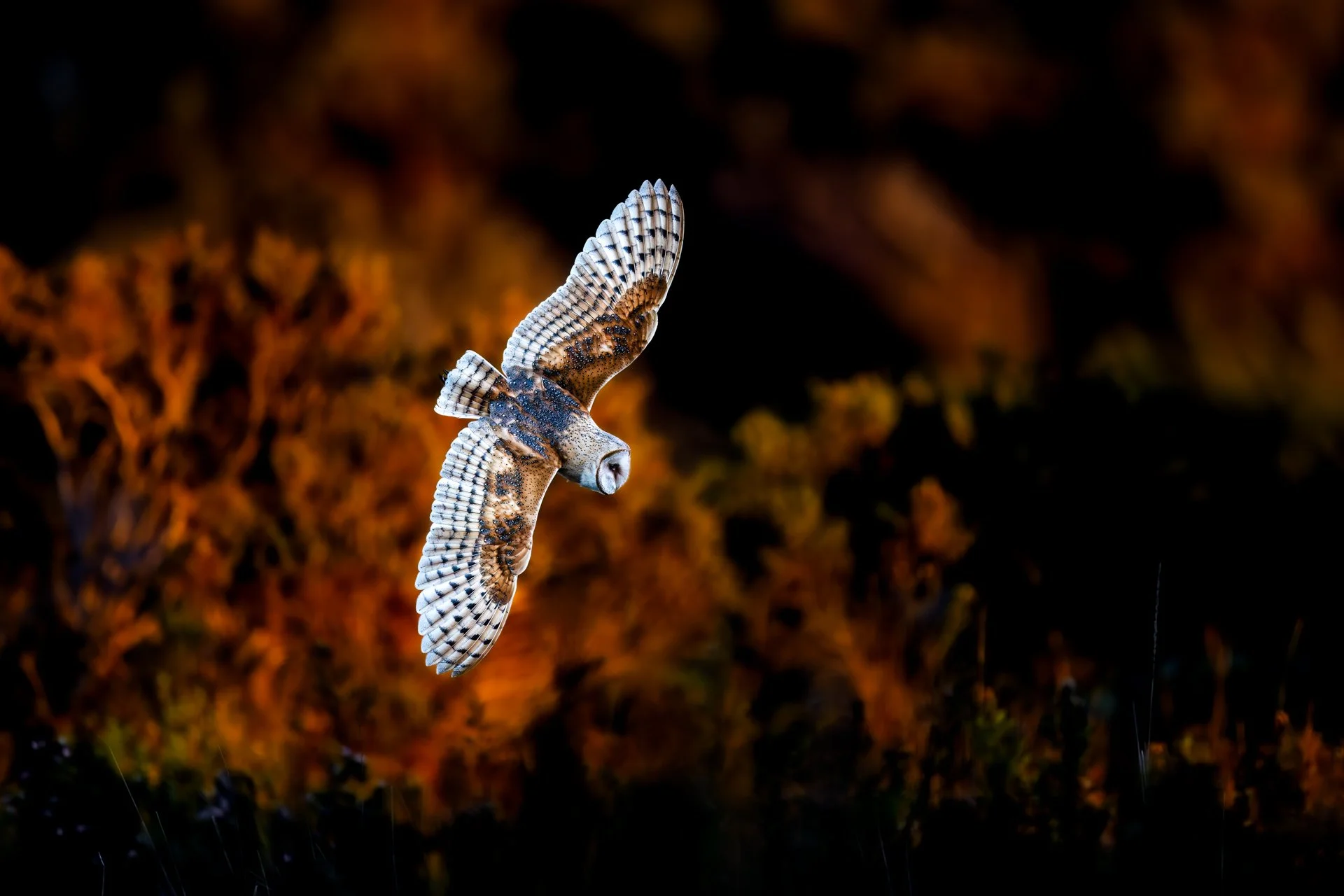 Descending : Kevin Lohman