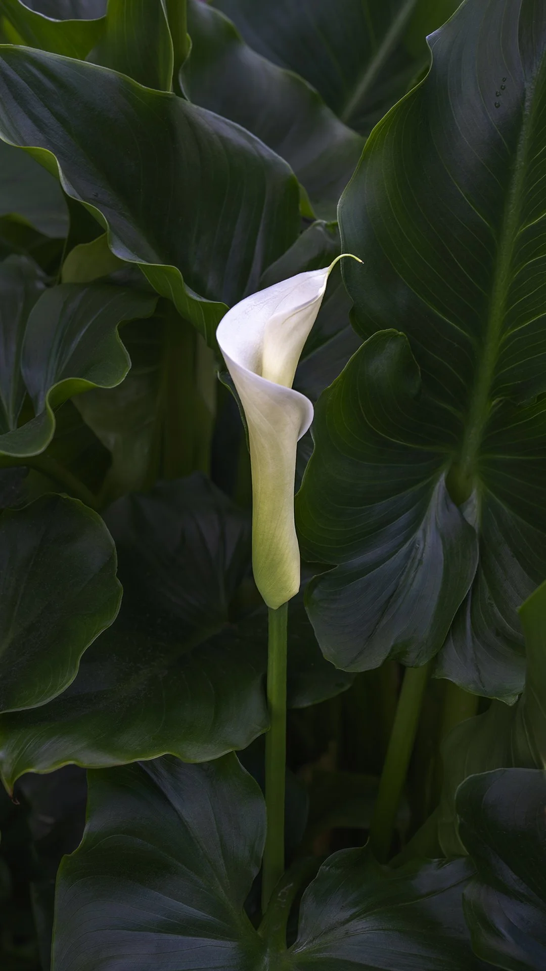 Calla Lily : Marlene Mirassou