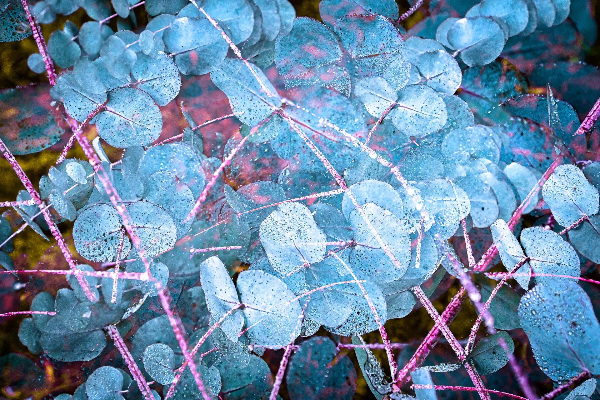 Eucalyptus Dew : Kevin Osborn