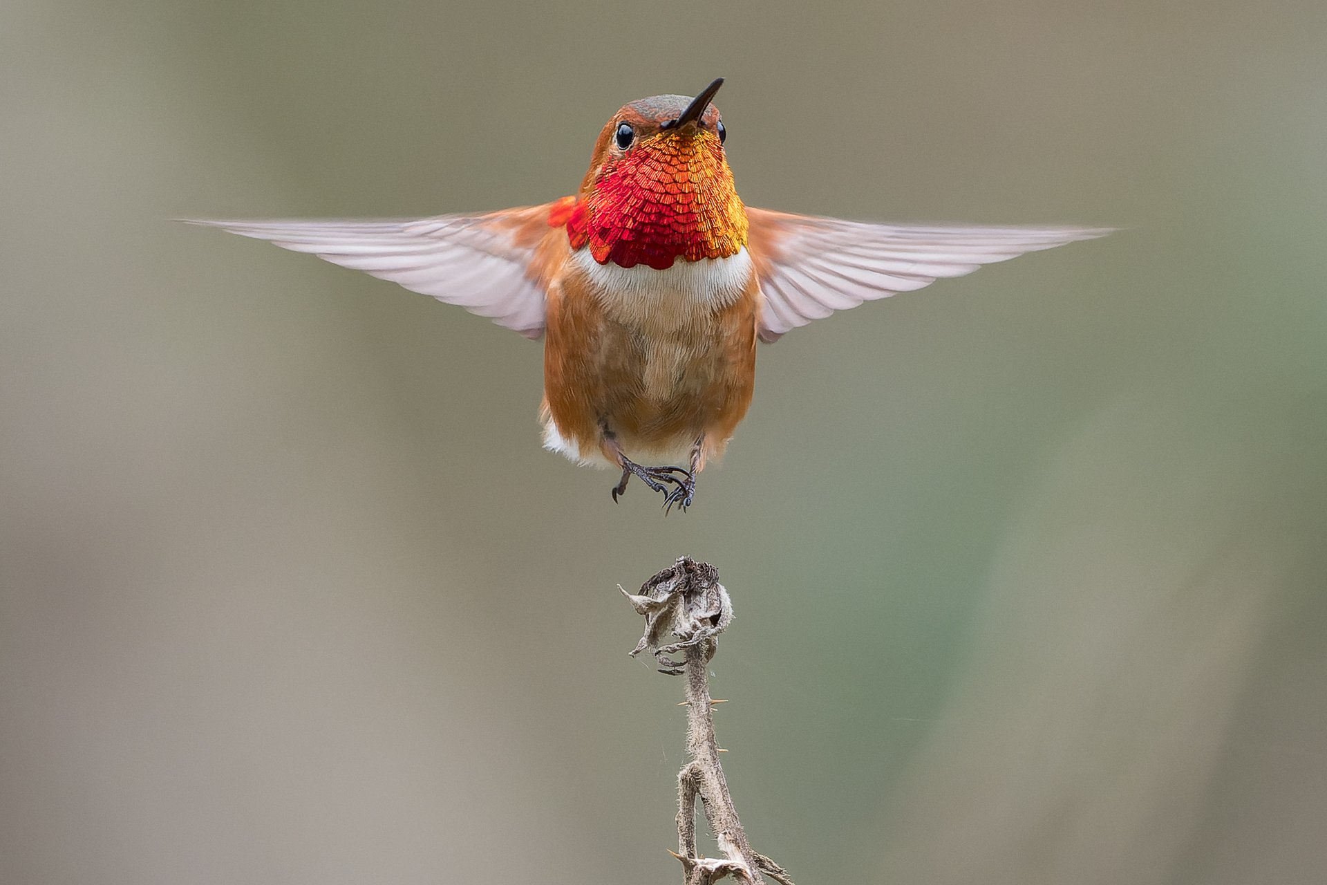 Levitating : Mark Rigler