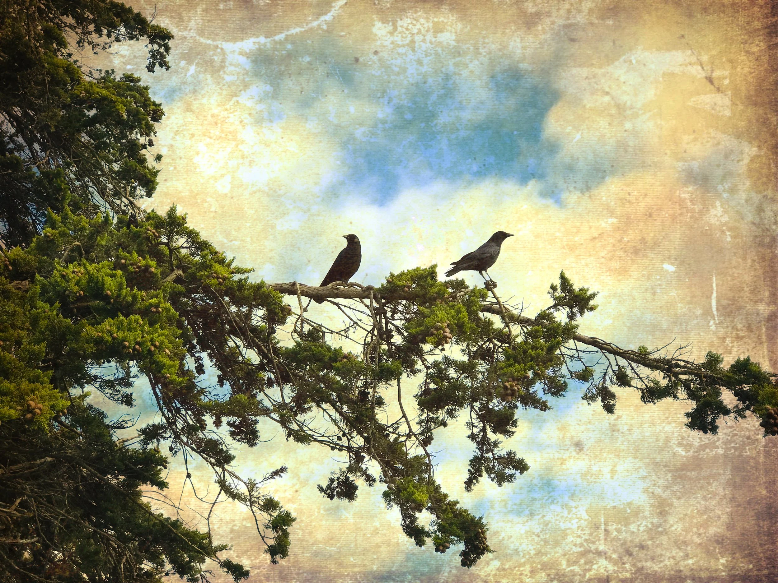 Birds in a Tree : Anandi Paganini