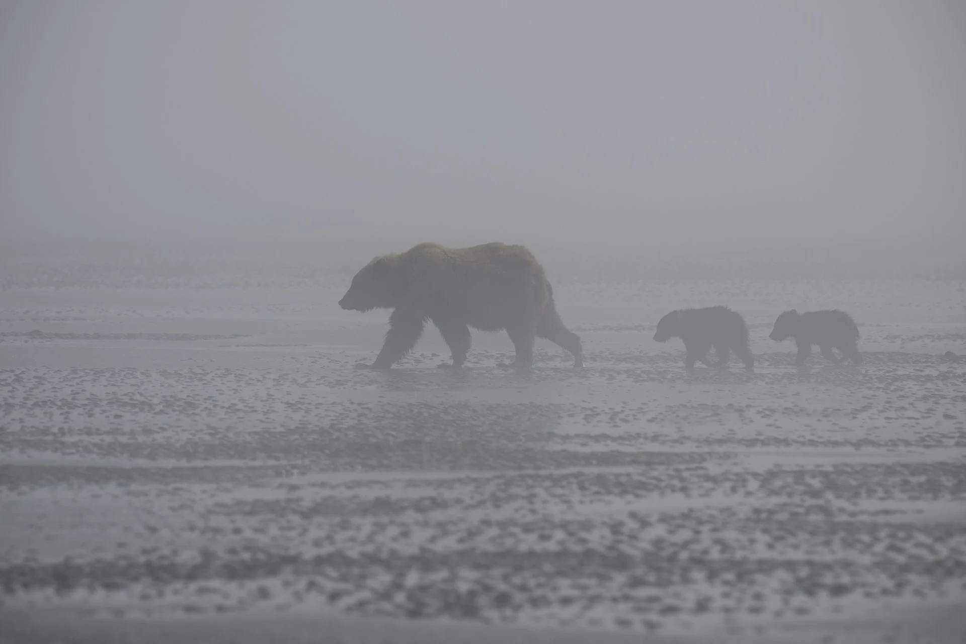 Family Stroll : Dale Sandford