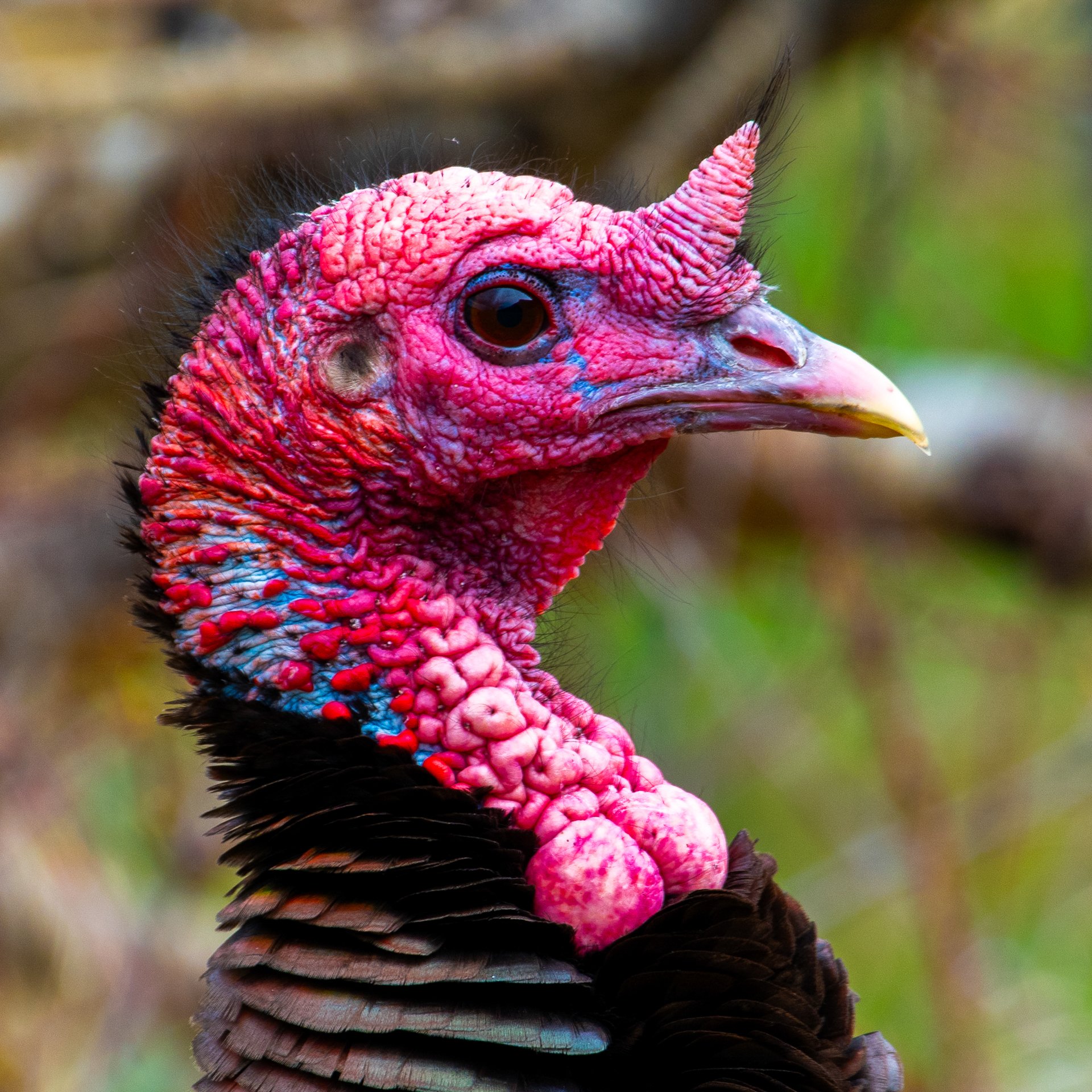 Wild Turkey : Eric Seronick