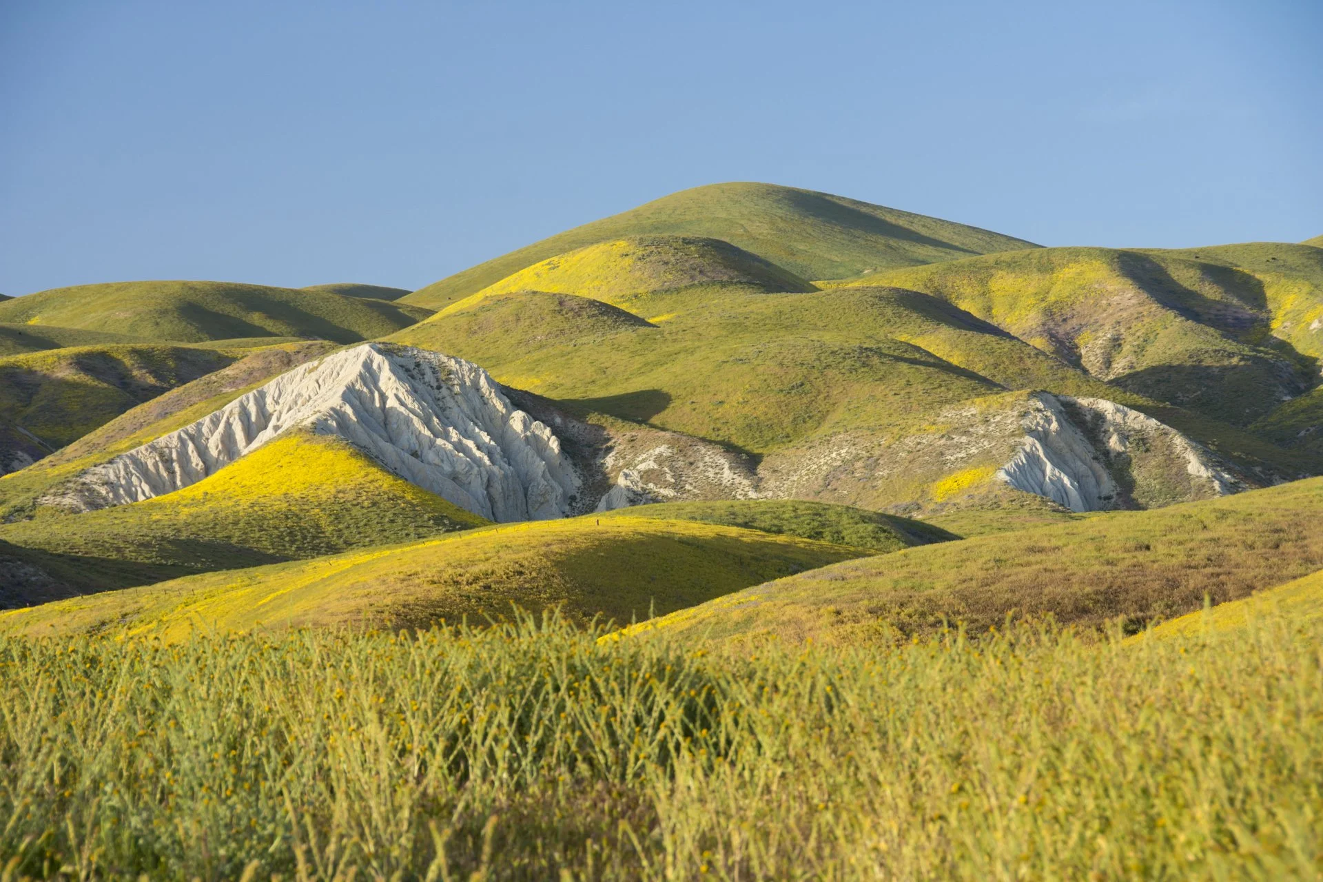 Carrizo Bloom : Marc Shargel