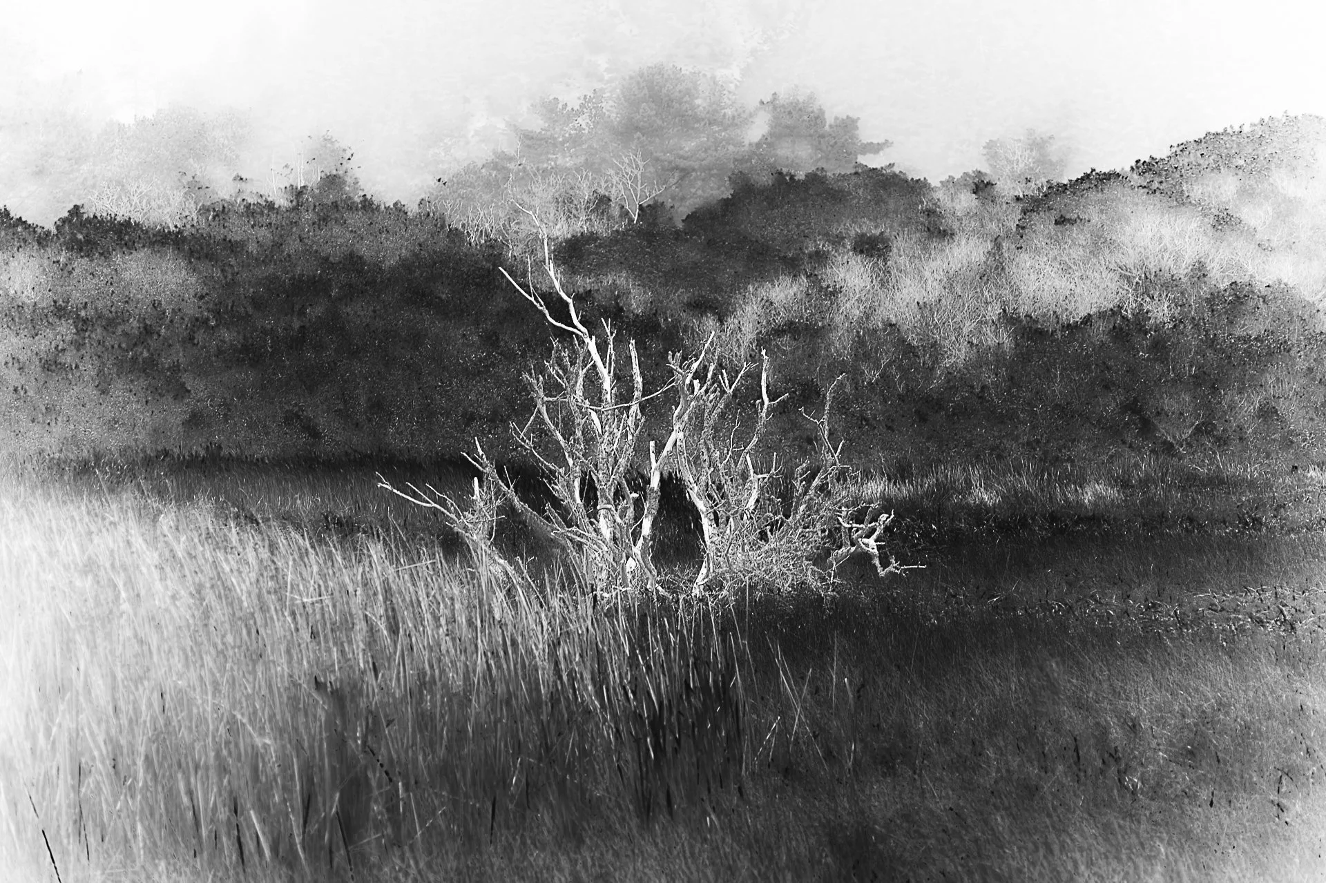 Ghost Tree : Jon Kahn