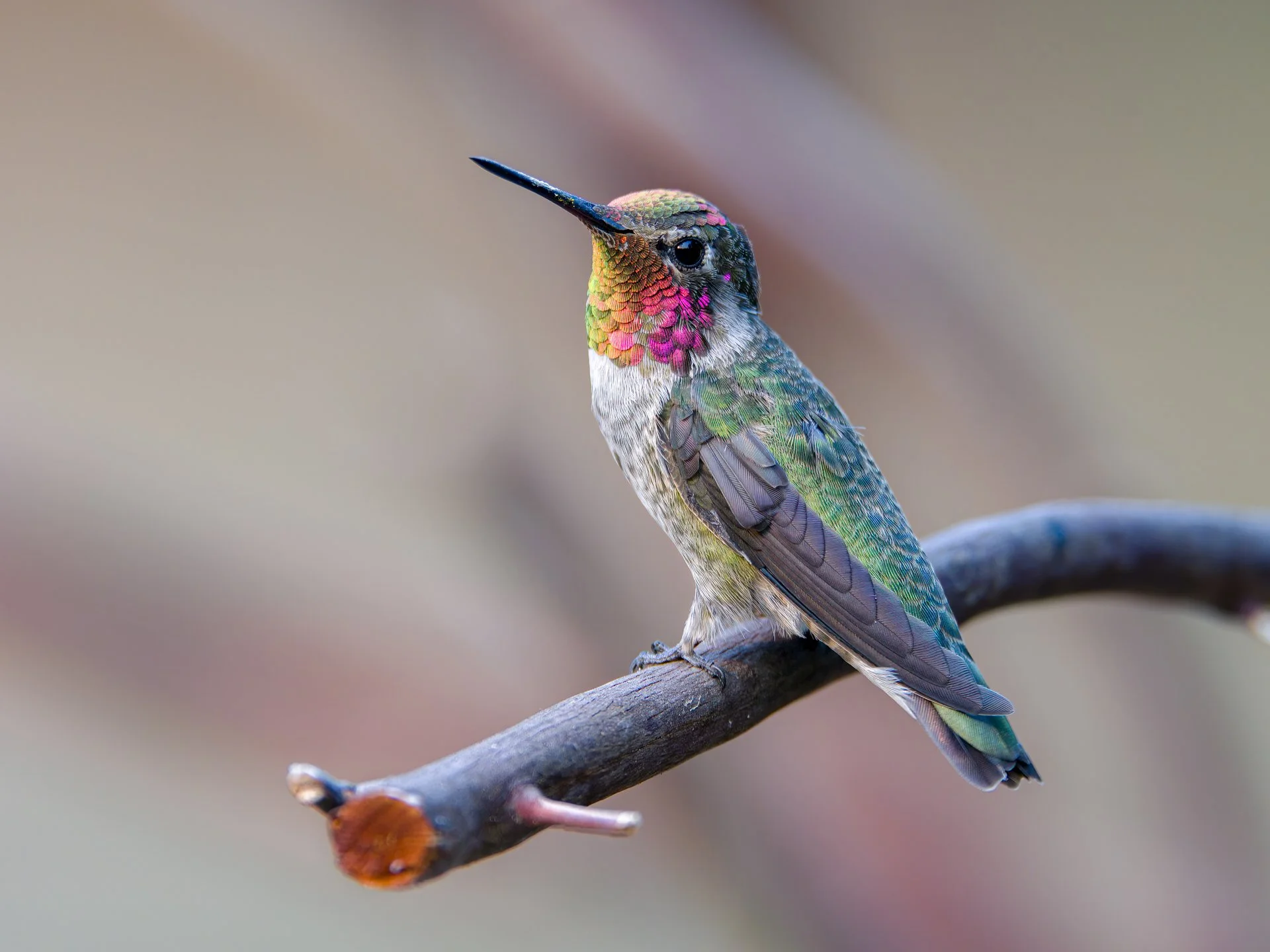 Rainbow : Michael Lopes