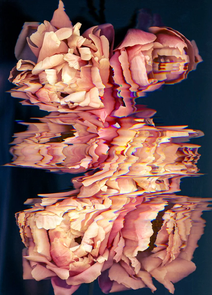 Peonies : Eileen Begley