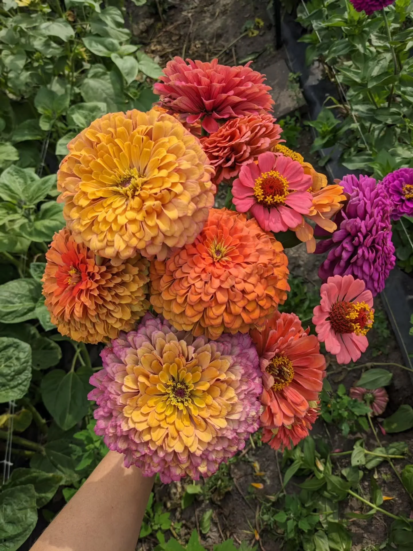 If I could only grow one kind of zinnia for the rest of my life, it would be these!! The colors!  The blending of shades!  The fades and subtle picotees!  They are also REALLY huge. ❤️❤️❤️❤️