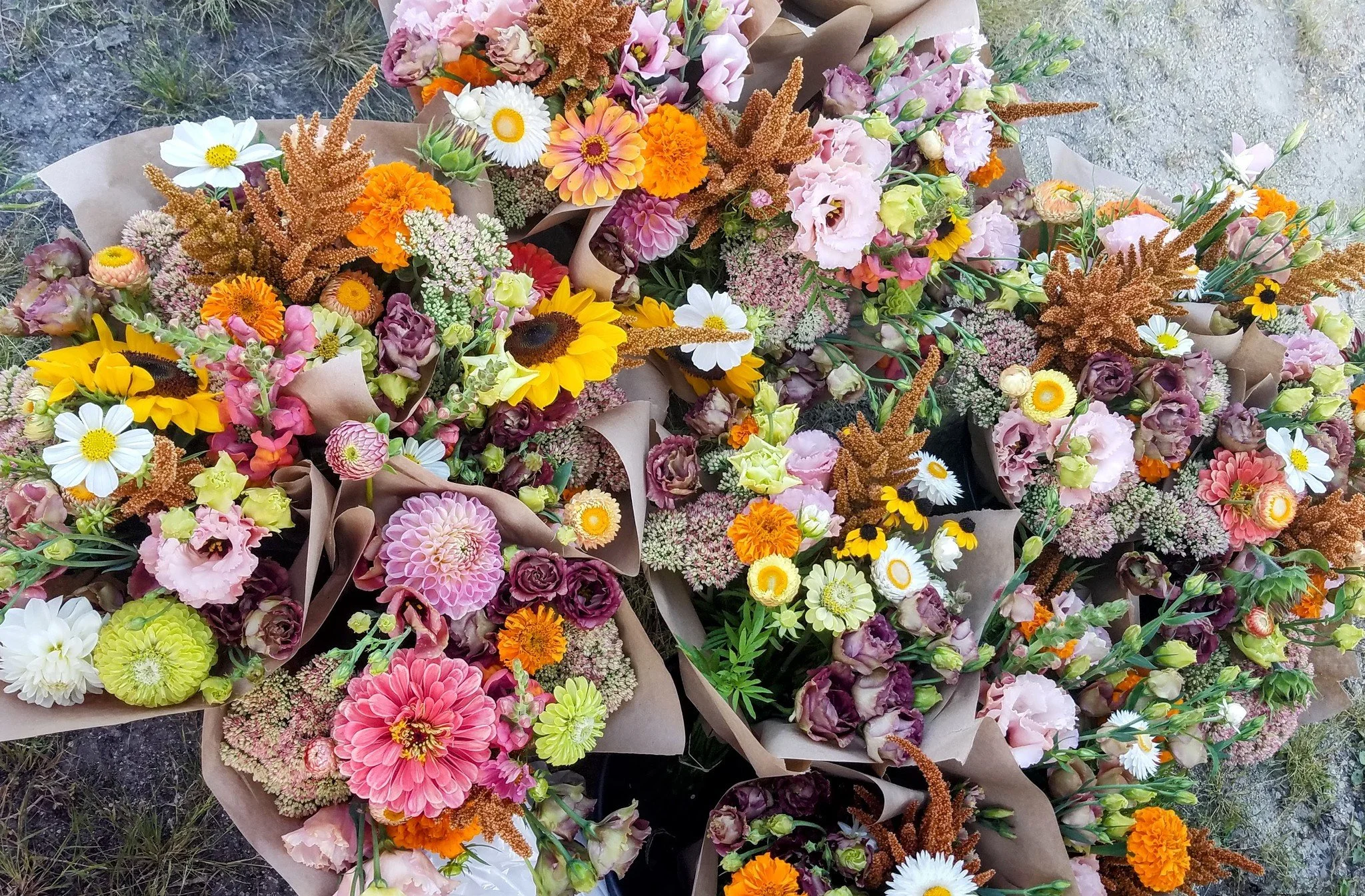 And that's a wrap!!
Last summer bouquet subscription went out today!  A little hint of fall in the color palette. 😍
Thank you to all my subscribers who get flowers in Northfield, Lonsdale, the farm, or Lakeville!  I SO appreciate your support this s