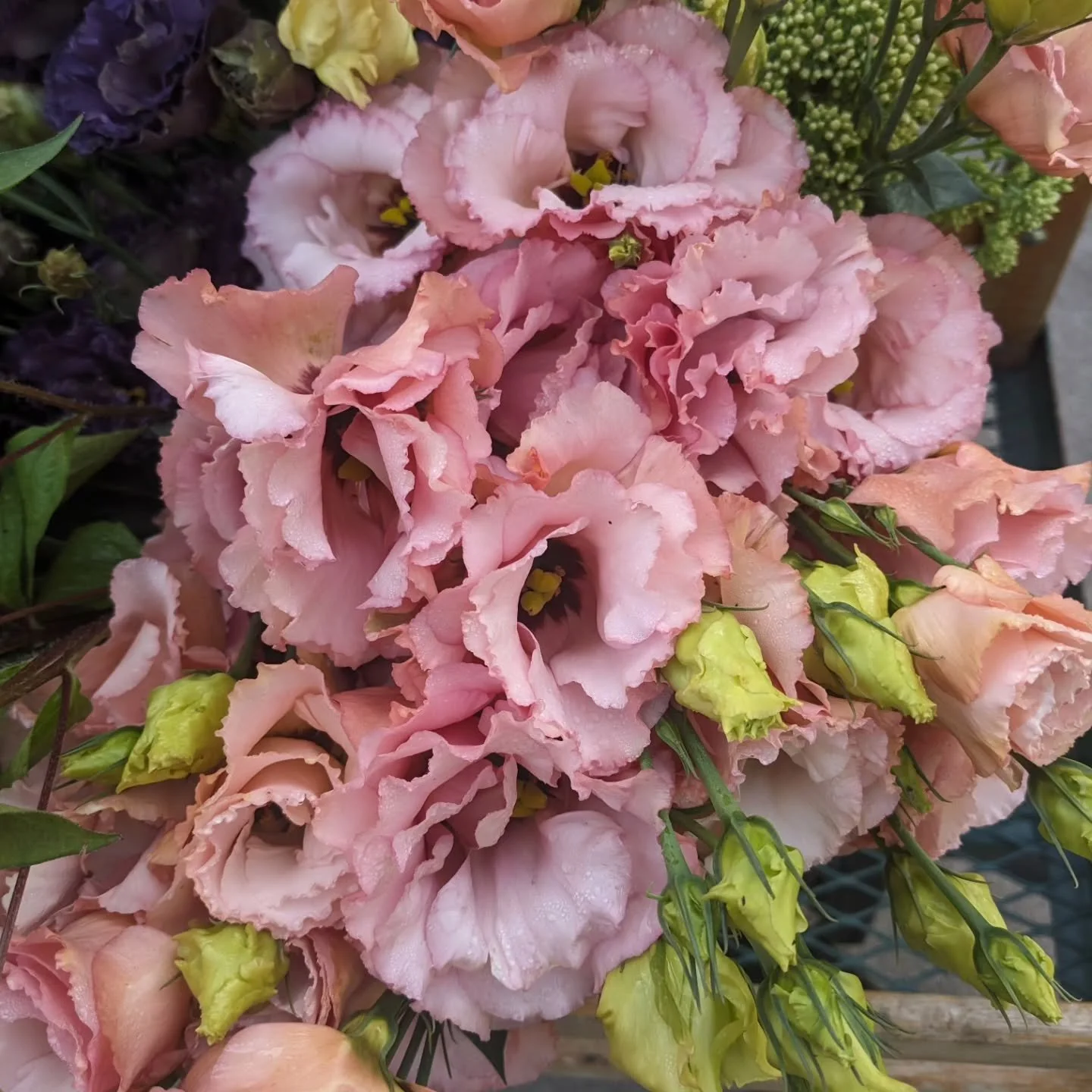 I have been starting seeds for these beauties over the past week!  They have the reputation of being difficult to start from seed, but I haven't found them to be that tricky...they just require a lot of patience.  I have bought plugs (baby plants) of