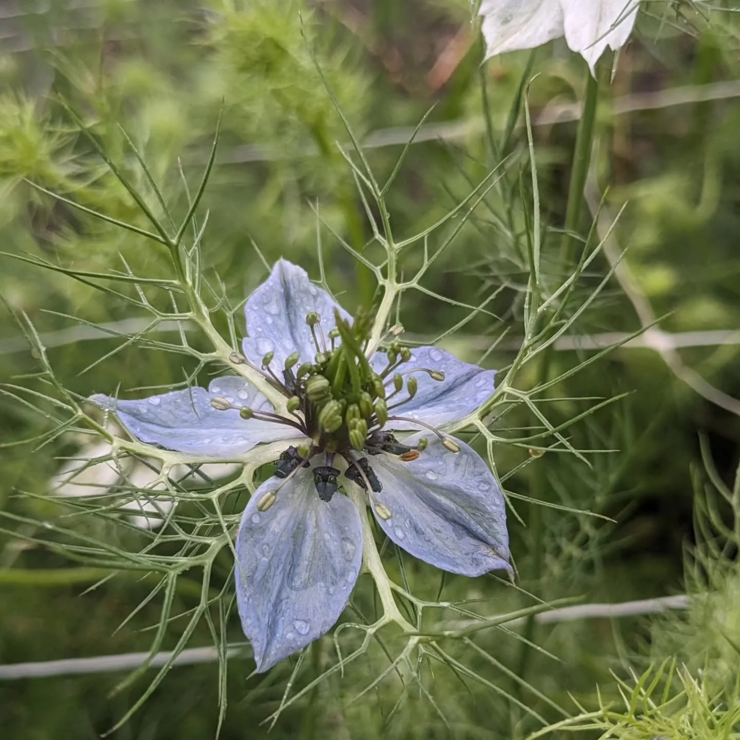 Stem spotlight--first in a series!

This is Nigella!  It is also called Love in a Mist--how romantic!  Pale blue flowers in an airy cloud of wispy foliage.  It also comes in white, pink, dark blue/purple, and yellow.  We mainly grow the pale blue var