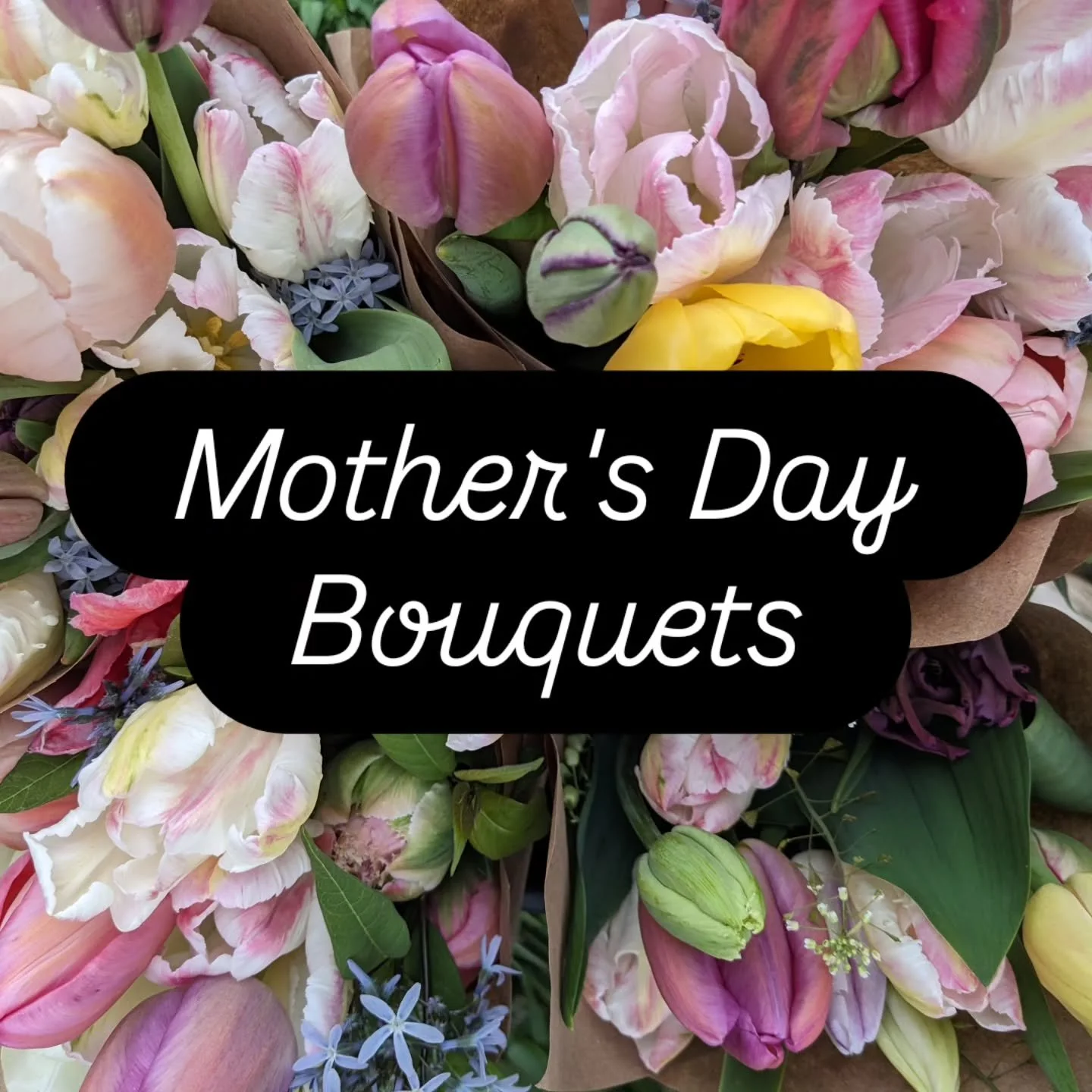 The tulip harvest is looking good, so I am opening up preorders for Mother's Day bouquets on our website! (link in bio). These are for pickup only on our farm located 15 mins W of Northfield, 5 mins E of Lonsdale, or 15 mins S of Lakeville.  Pickup f