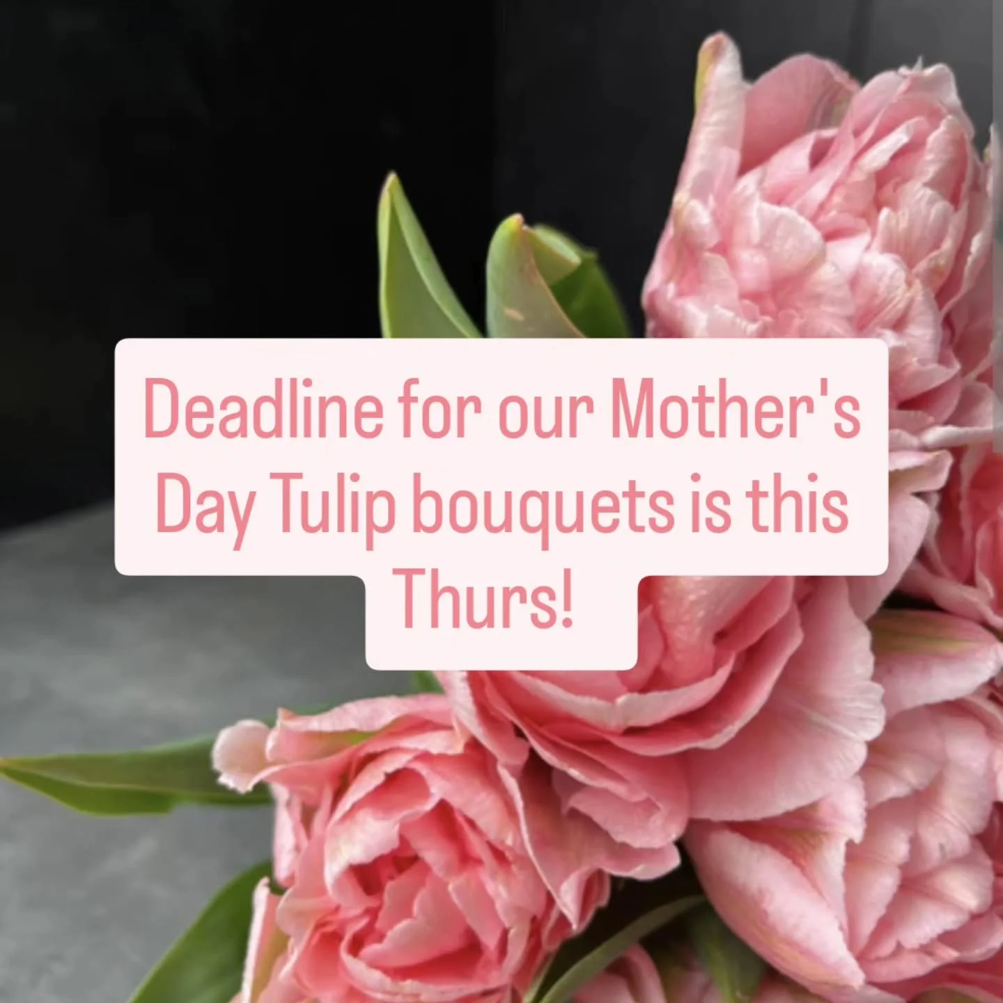 💐Just a reminder, the Mother's Day Tulip bouquet preorder will close on Thurs!  These bouquets are fresh from the field, bright and beautiful!  Your mom would love one!  Pickup from our farm near Northfield and Lonsdale, all the details are on our w