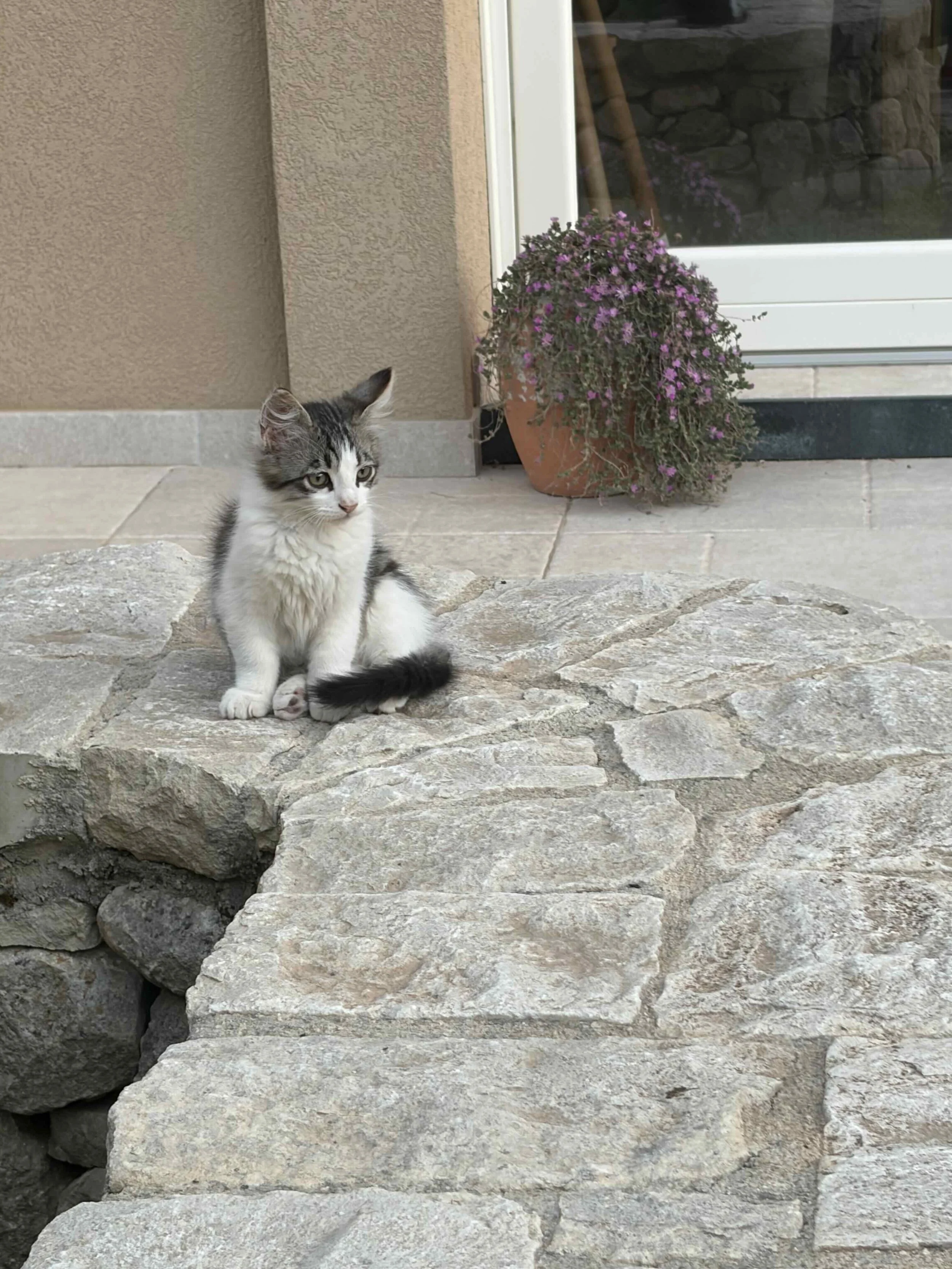 kitten outside agriturismo
