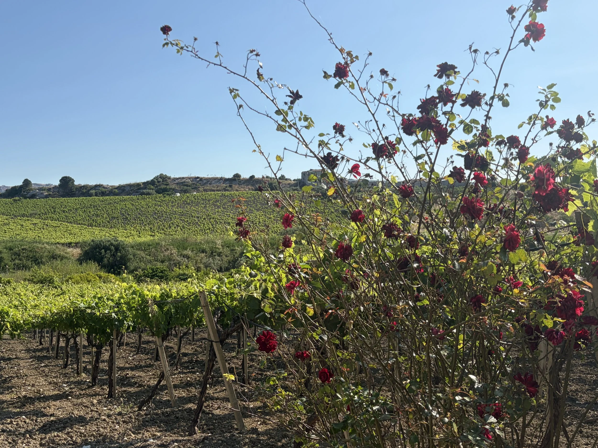 Effortless beauty at an agriturismo near Noto