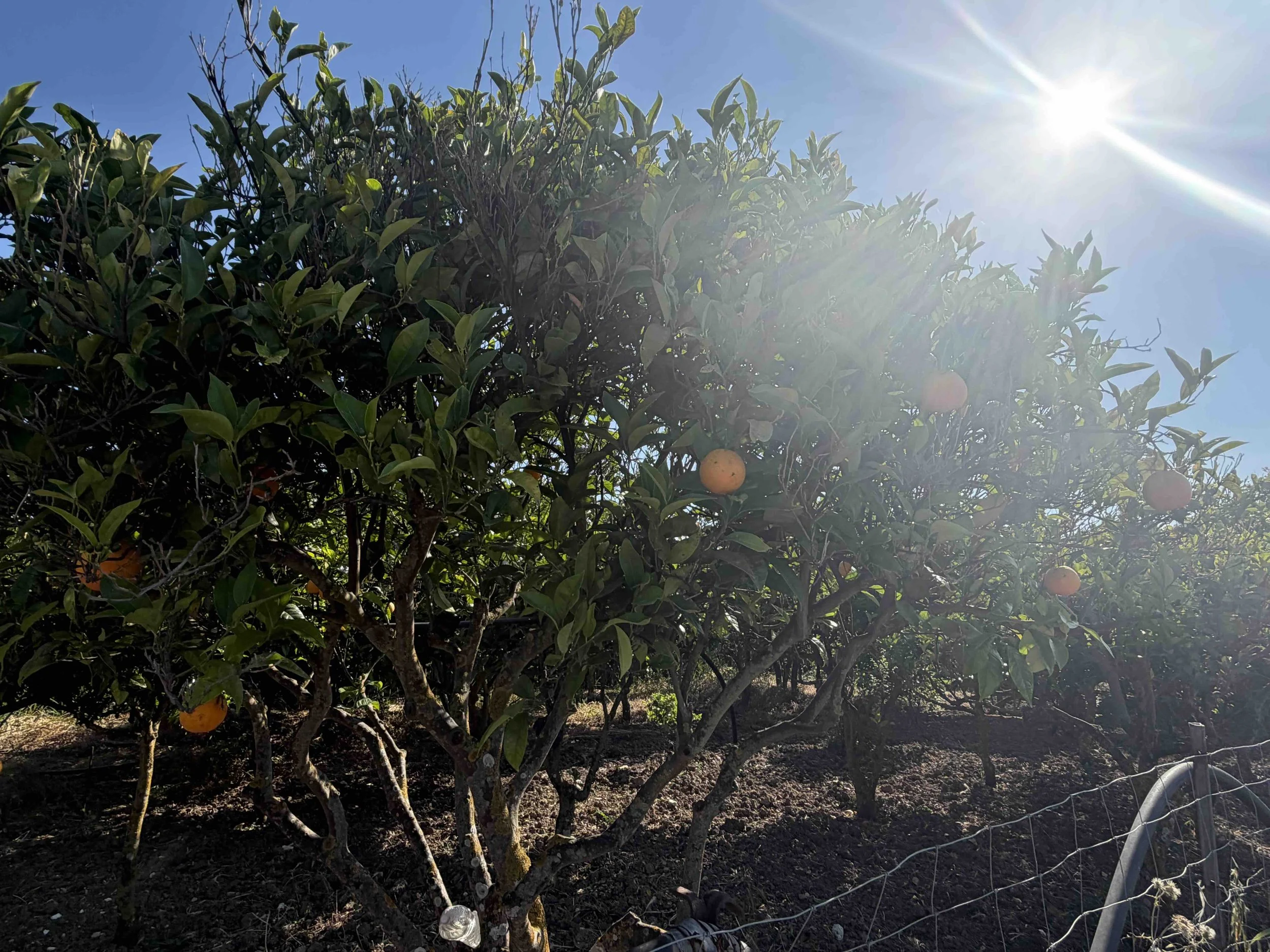 Everyday beauty at an agriturismo outside Noto