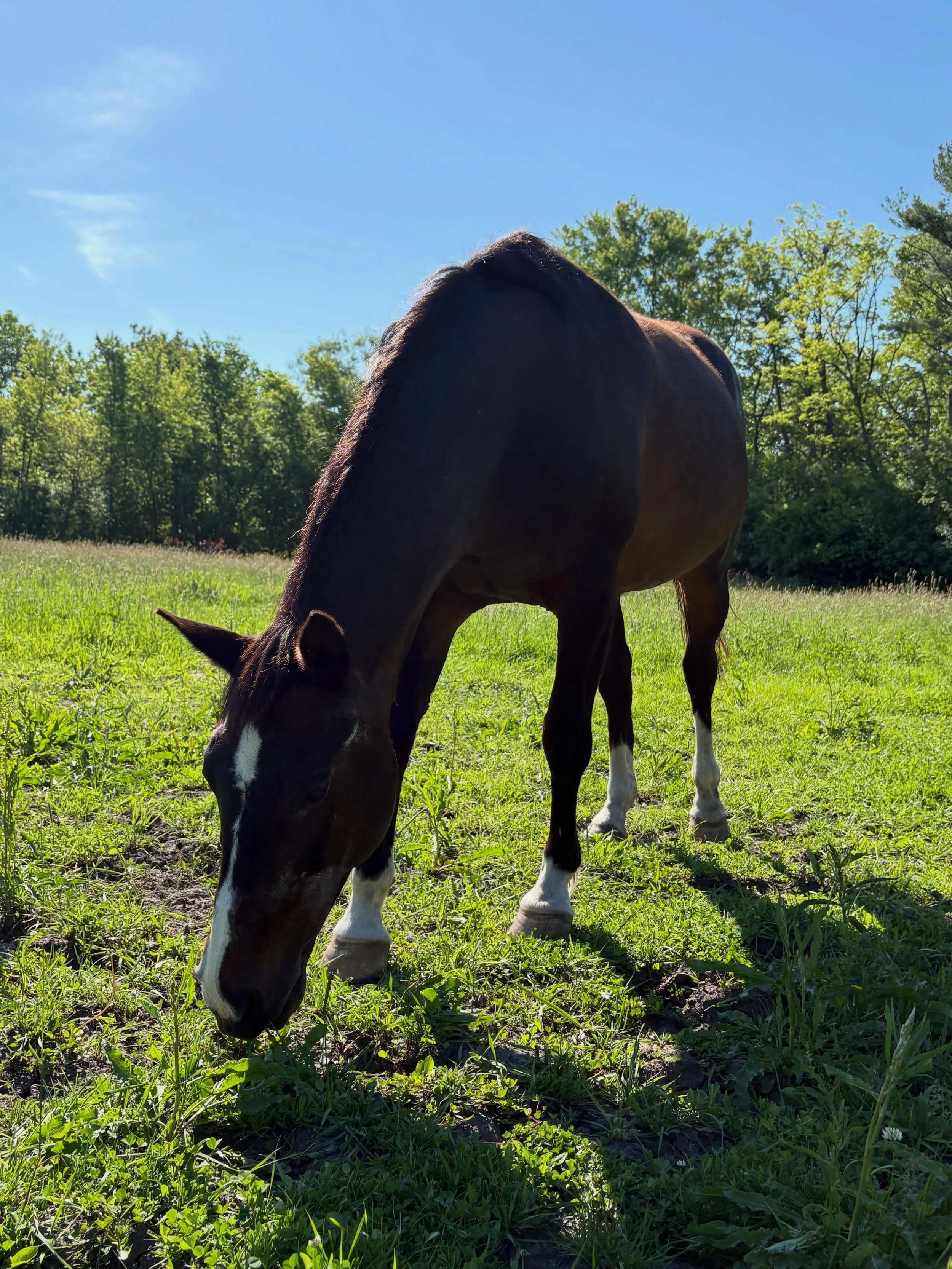 2 days left! The leaderboard is still the same as yesterday but Pancake is getting very close to Korie! You still have enough time to help your favorite pony win! It&rsquo;s a close race even a small donation can change the whole leaderboard!