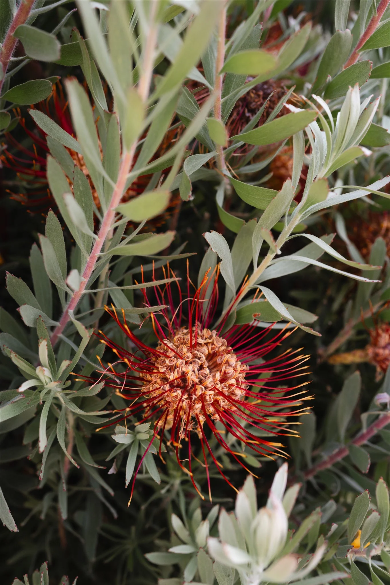 The River House Pinjarra - Boutique Riverside short stay accommodation in Pinjarra, near Dwellingup, Western Australia. Native flora and fauna in the established garden. 