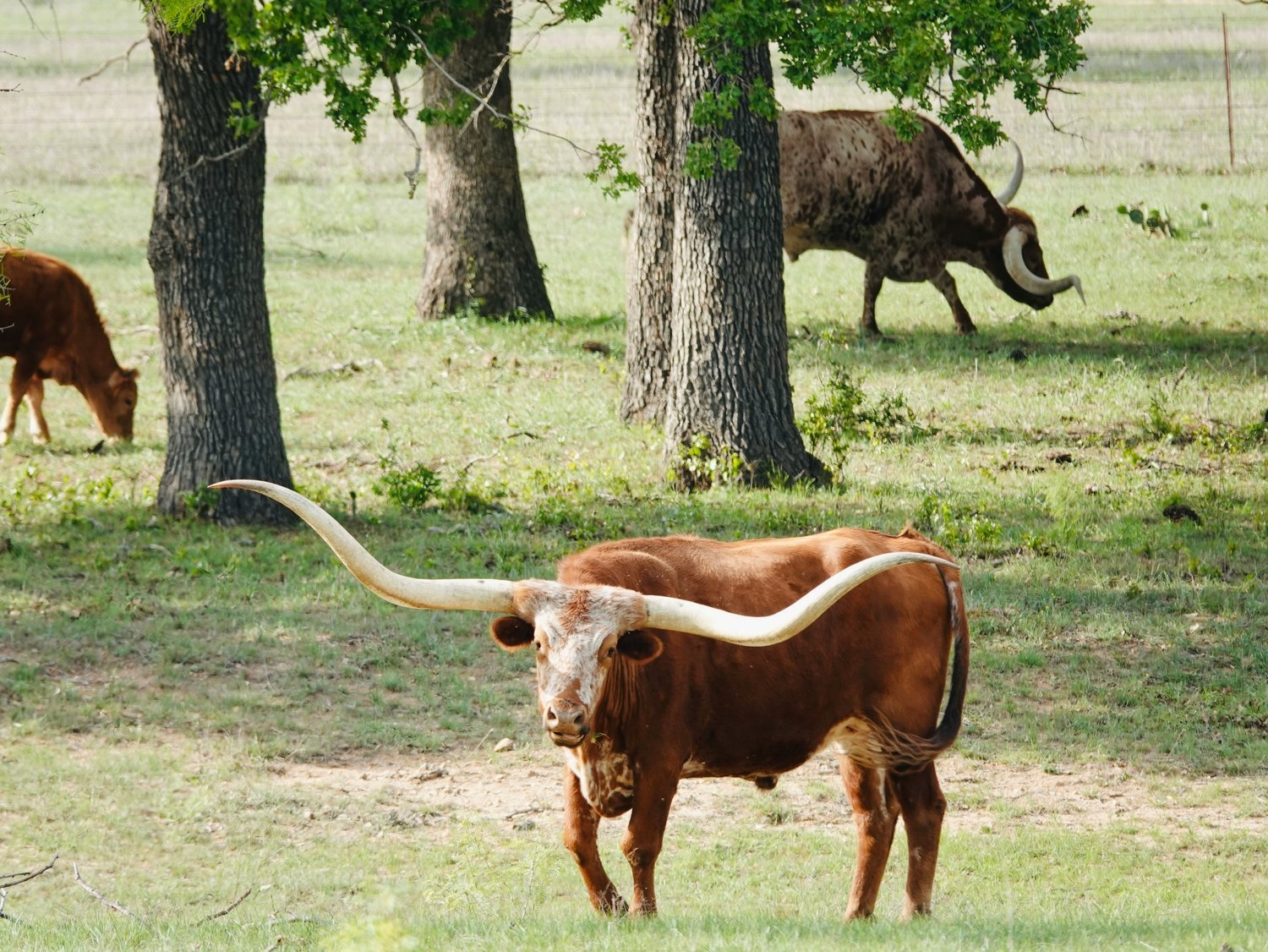 Texas Longhorn cattle grazing in a pasture with oak trees