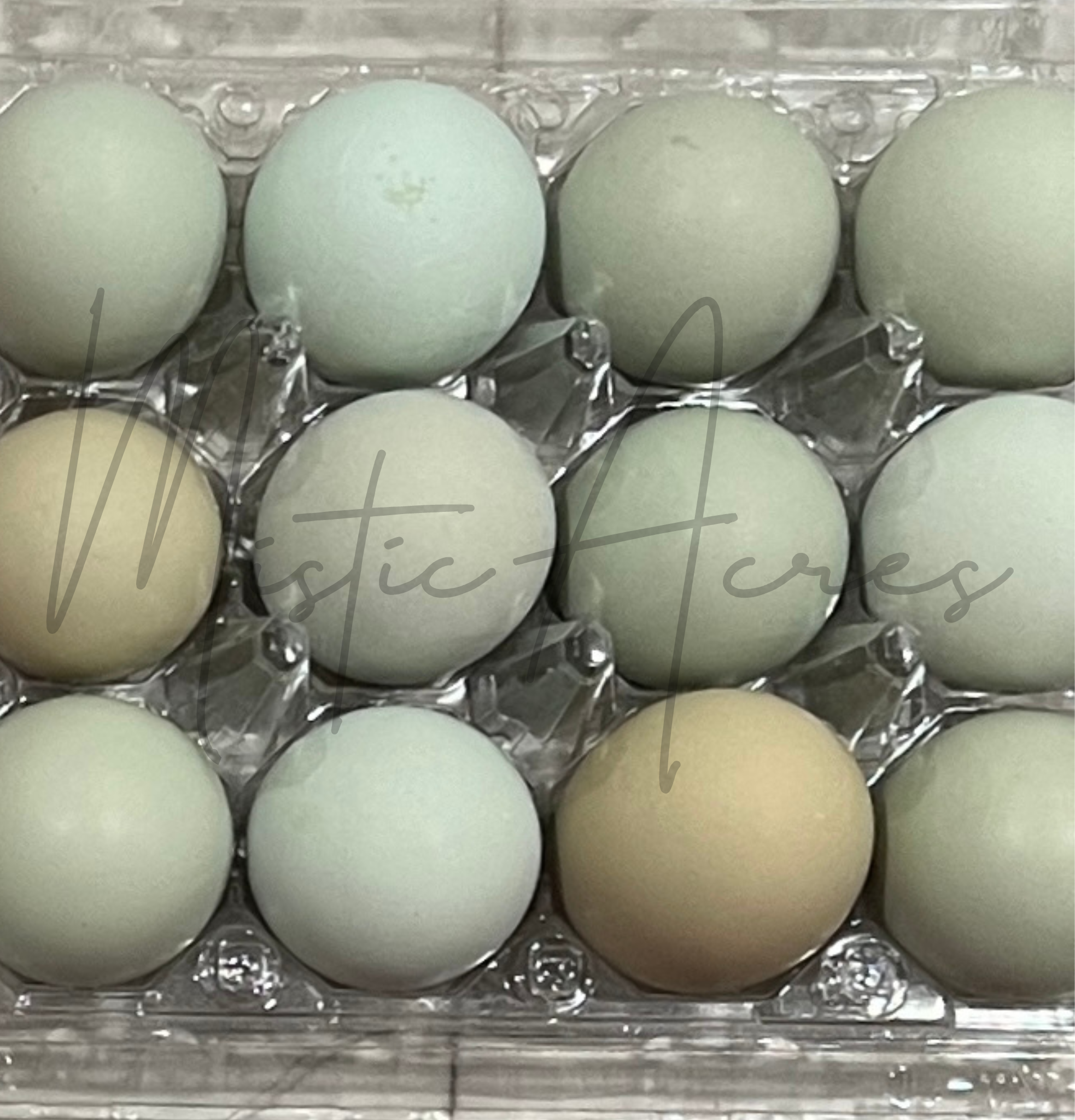 MisticAcreseggsEasterEggerHatchingeggs1.png