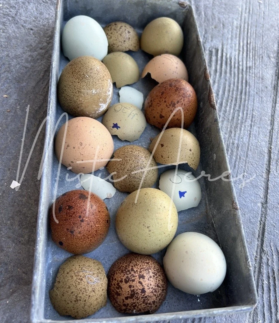 MisticAcreseggsheavyspeckledhatcheddappledbloompalette.jpeg