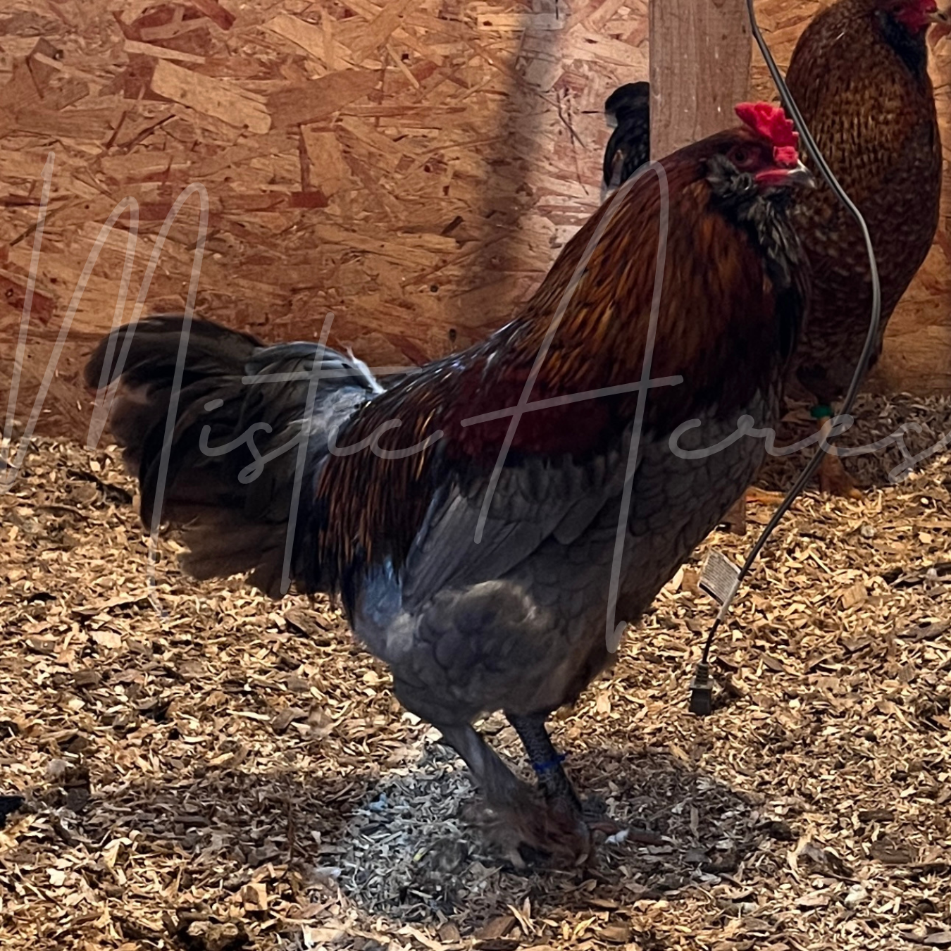 MisticAcresOliveEasterEggerRooster1.png