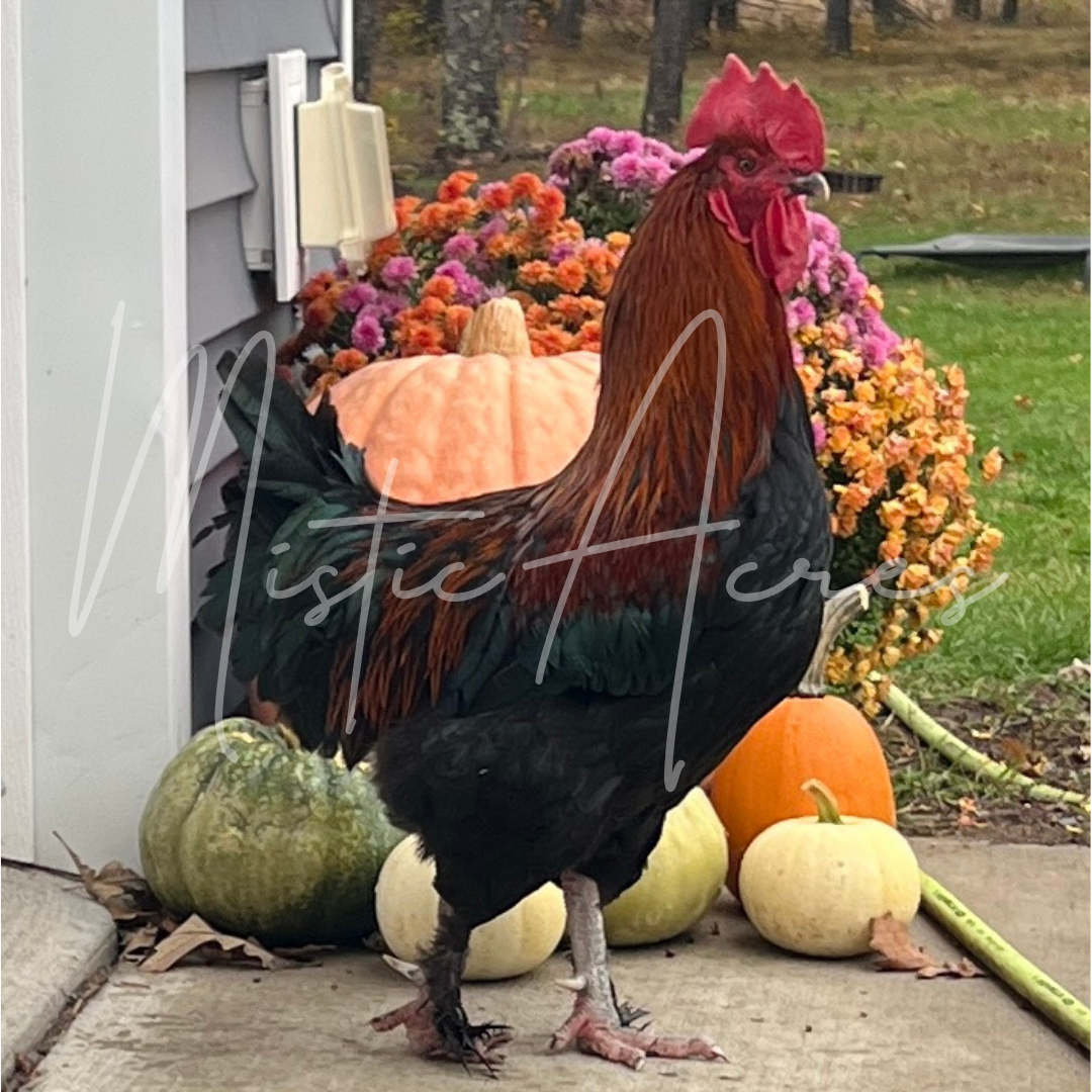 MisticAcresBlackCopperMaransroosterfall.png