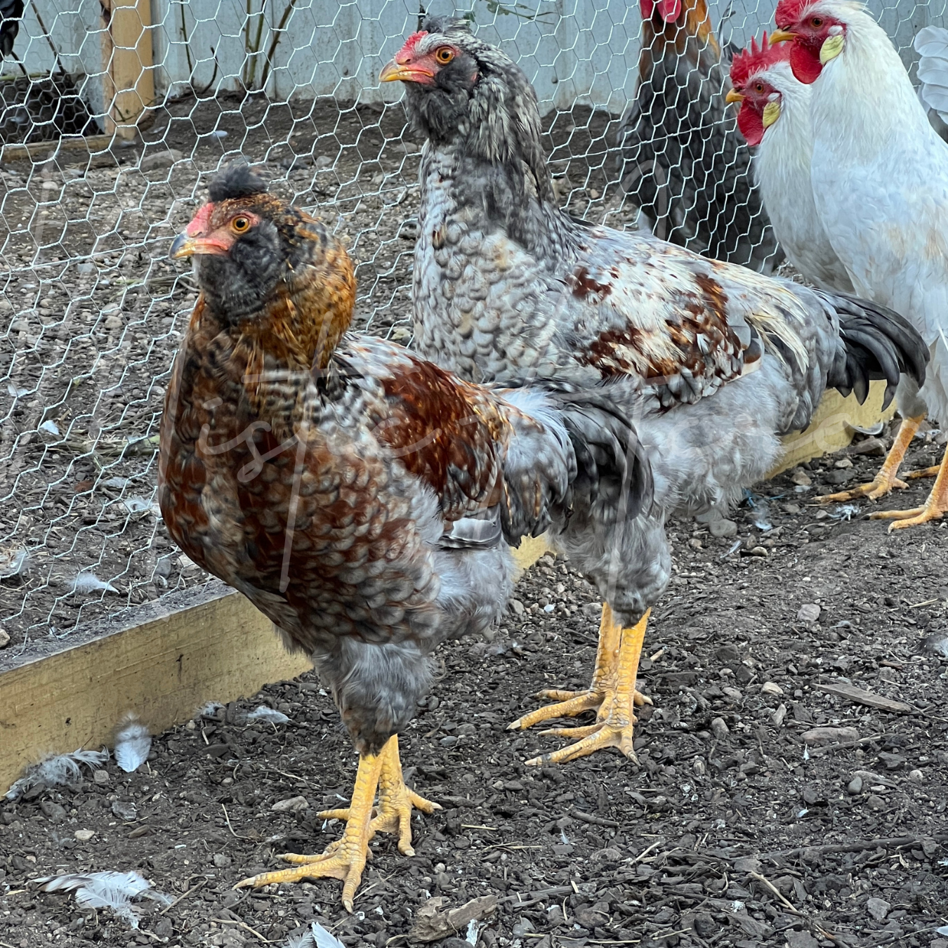 MisticAcresOliveEasterEggerRooster.png
