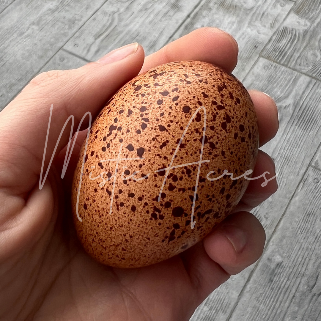 MisticAcreseggsBlackCopperMaransSpeckledEgg.png