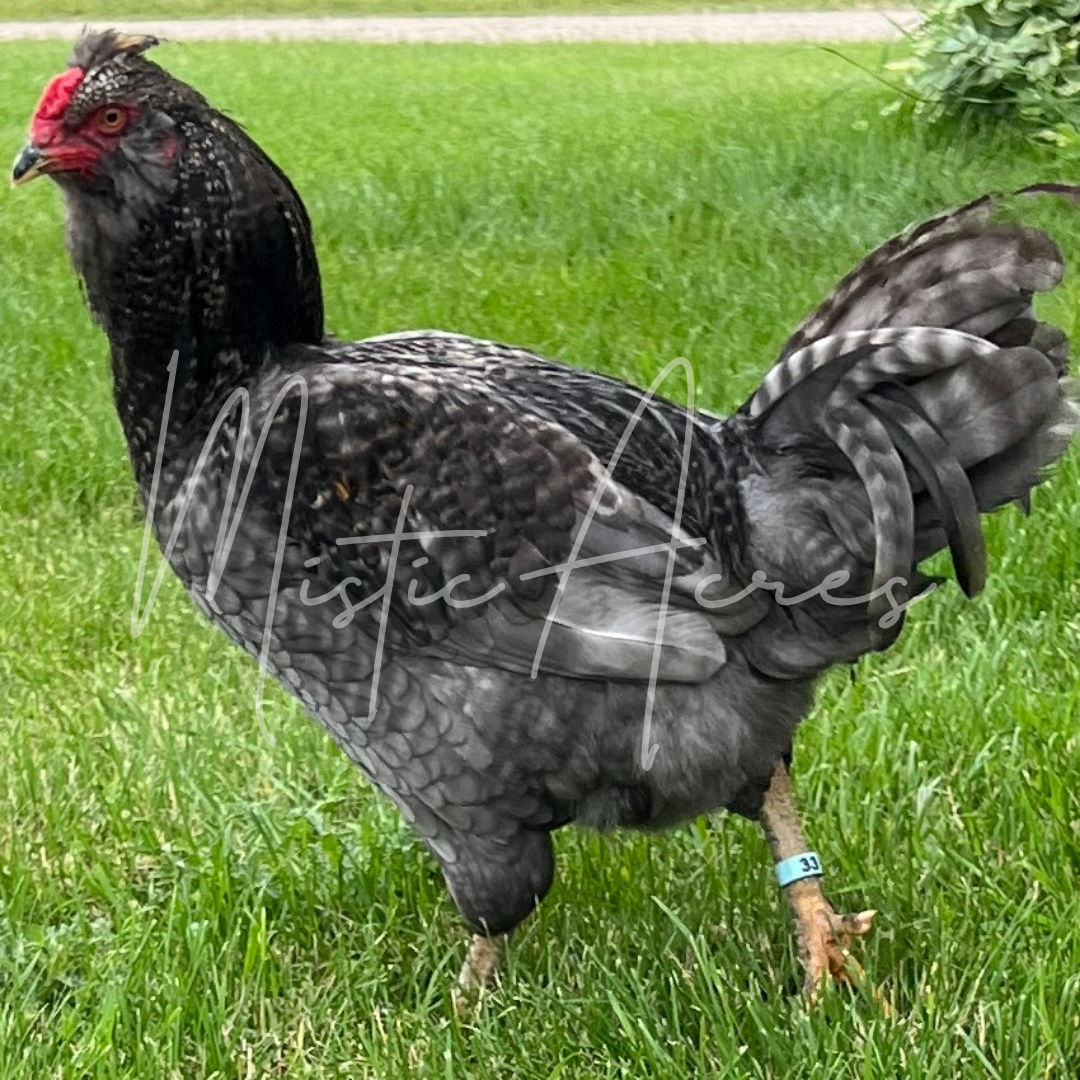 MisticAcresEasterEggerRoosterbarred.png