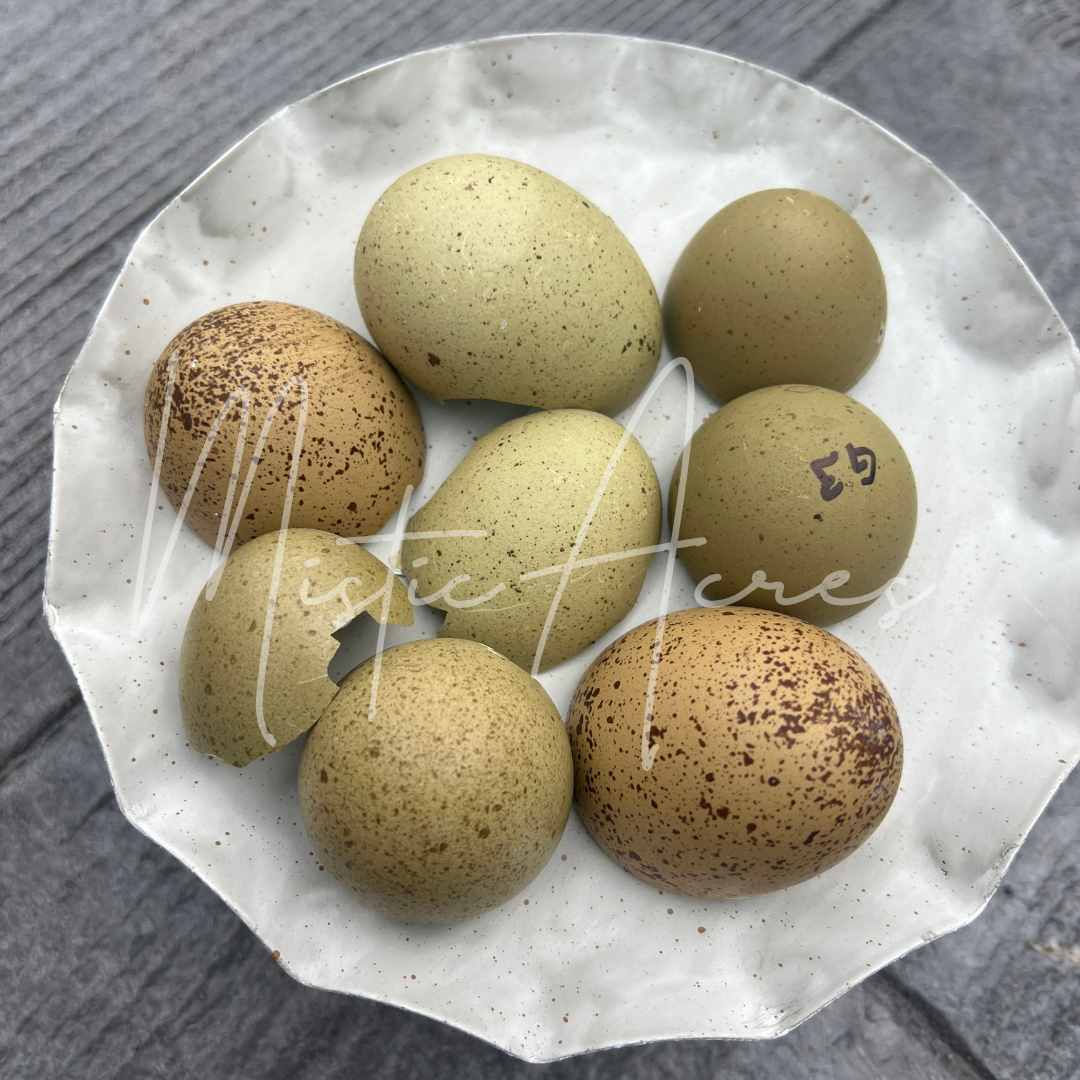 MisticAcreseggsSpeckledDarkOliveEggs.png