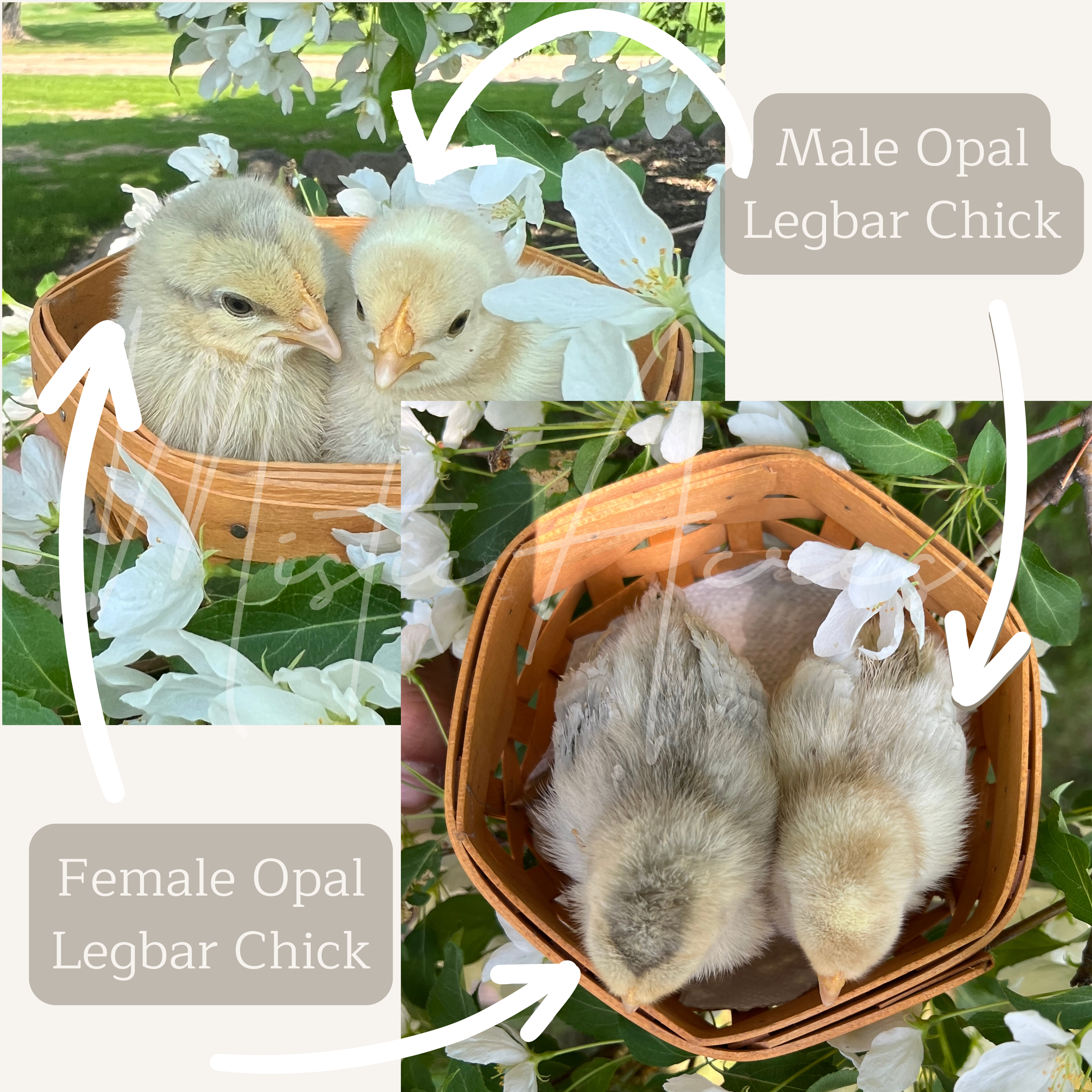MisticAcresOpalLegbarChickSexing.png