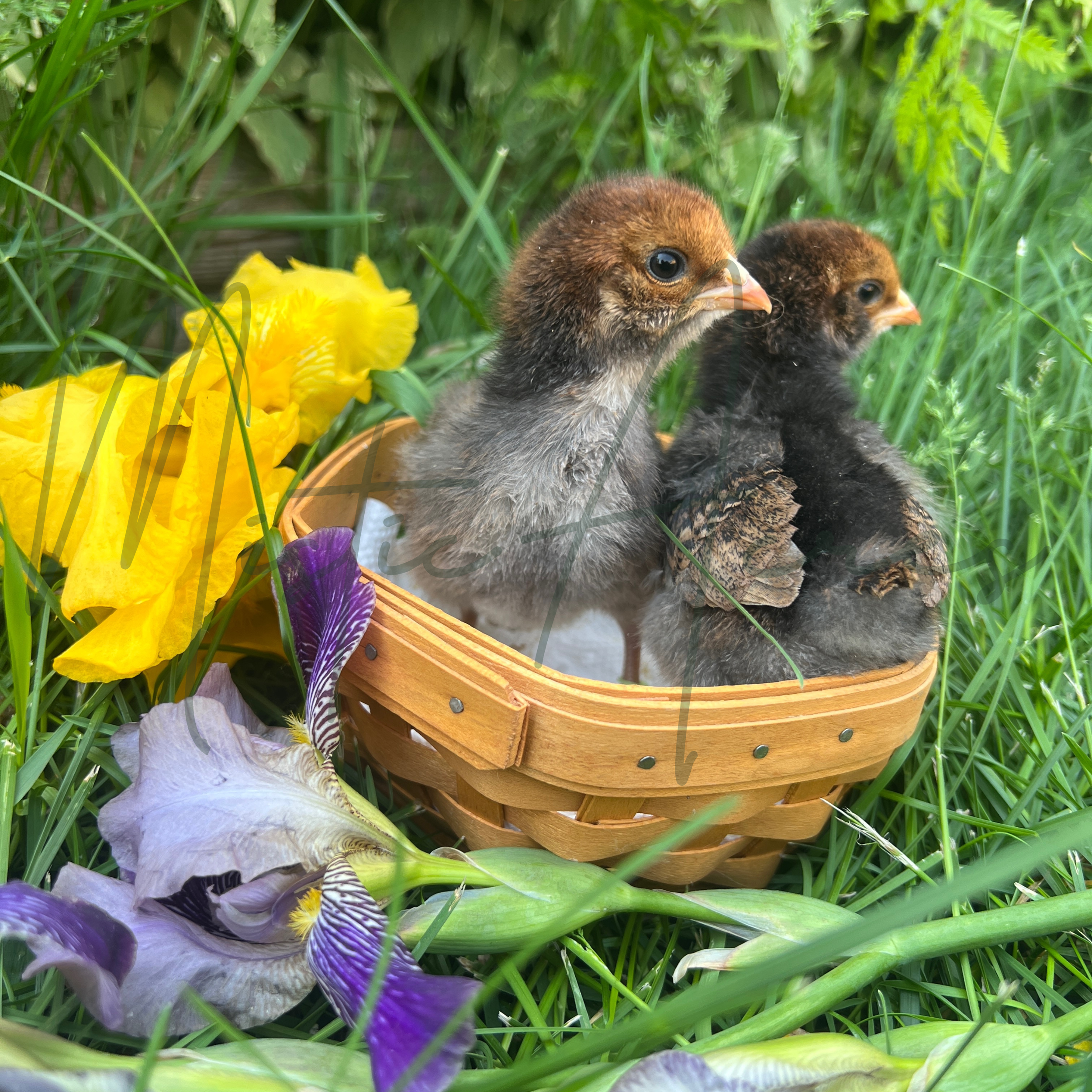 Day Old Straight Run Easter Egger Chicks