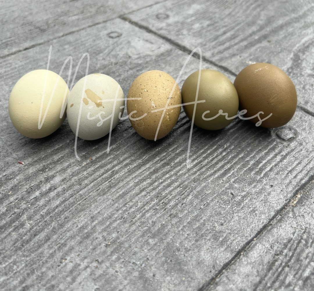 MisticAcreseggsSpeckledDarkheavybloomOliveEggs2.jpeg