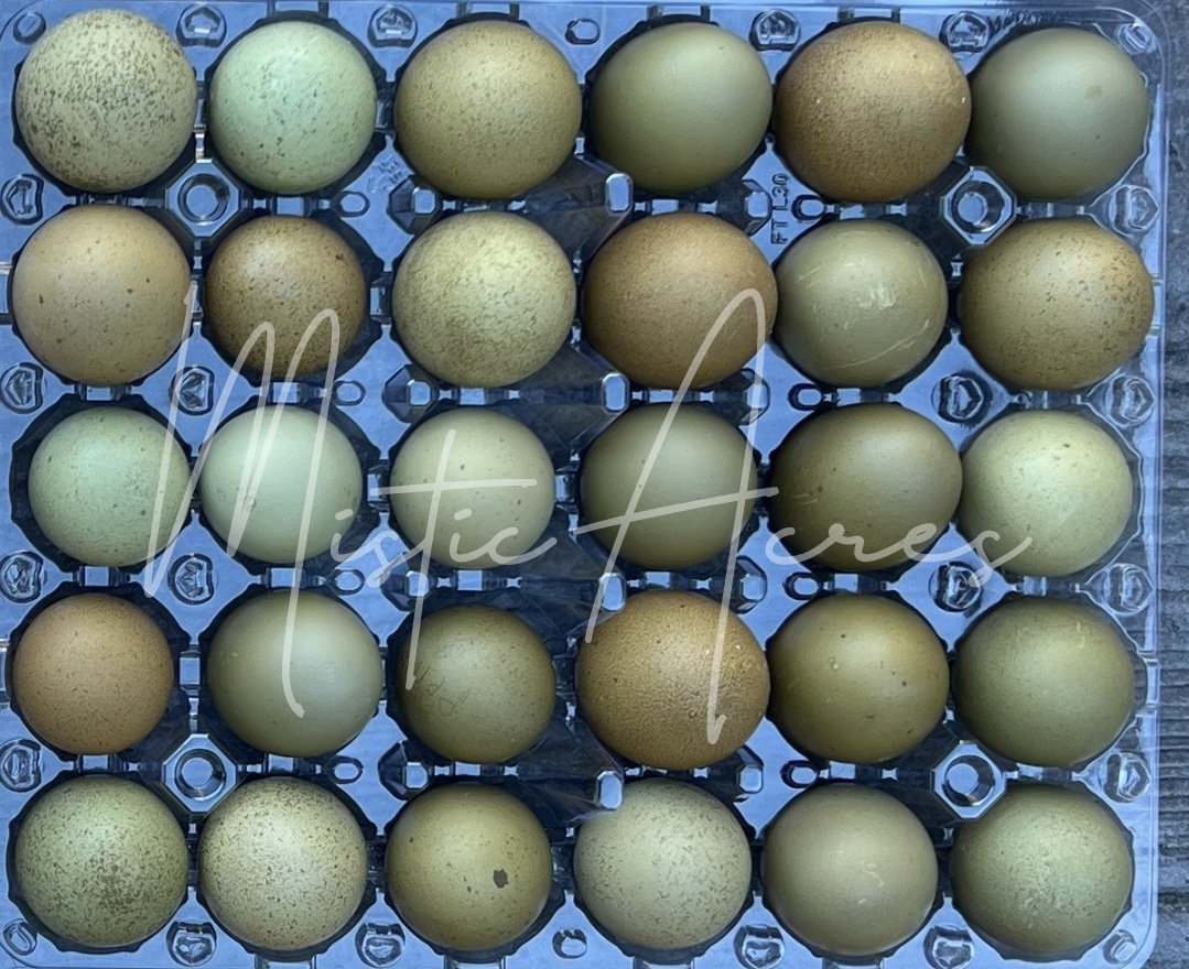 MisticAcreseggsvividspeckledgreeneggs.jpeg