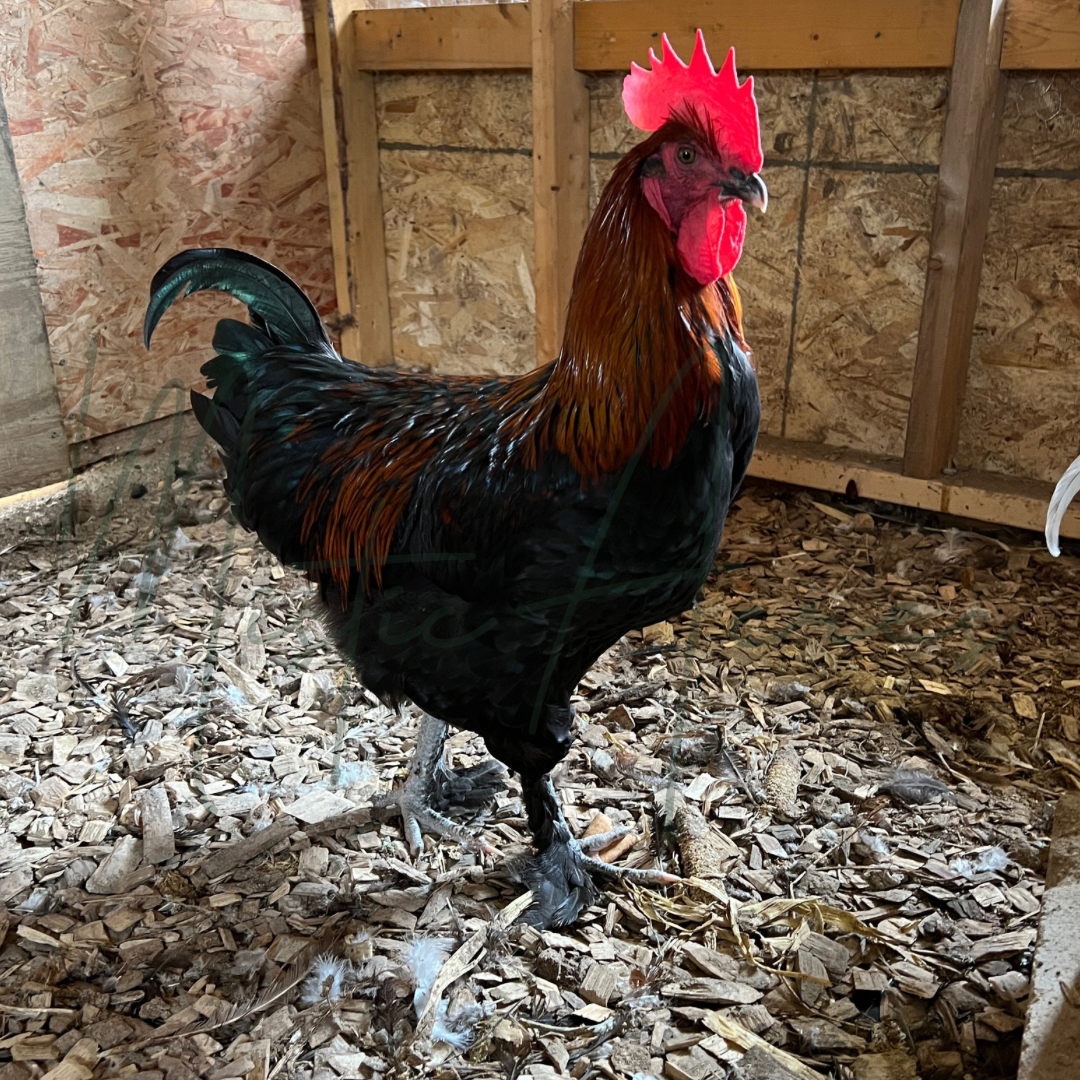 MisticAcresBlackCopperMaransRooster.png