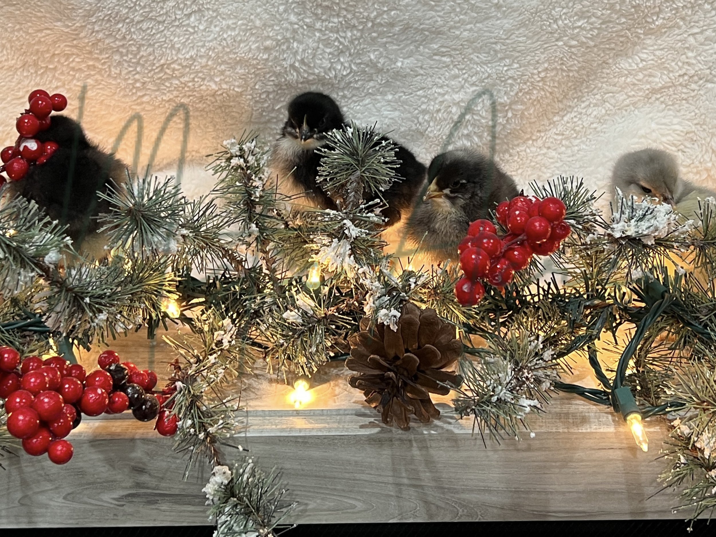 MisticAcresChristmasChicks.jpeg
