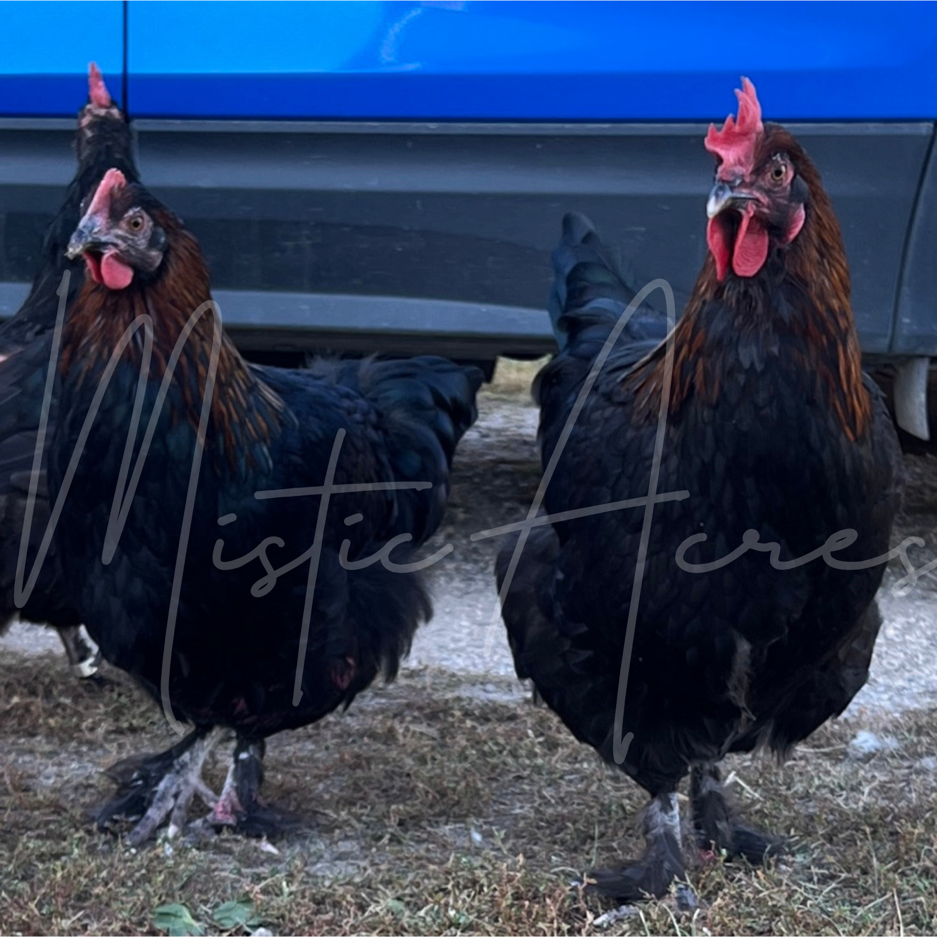 MisticAcresBlackCopperMaransHens.png